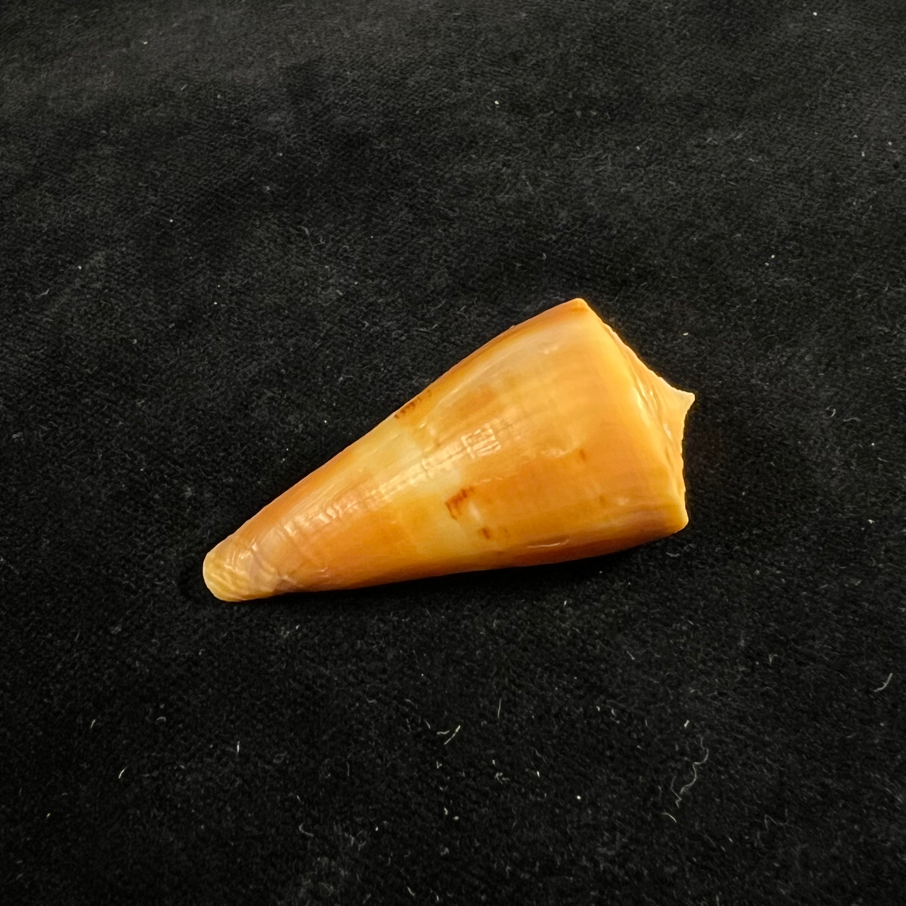 Conus valentinae (D. Monteiro & A. Monteiro, 2024) - 46,5mm