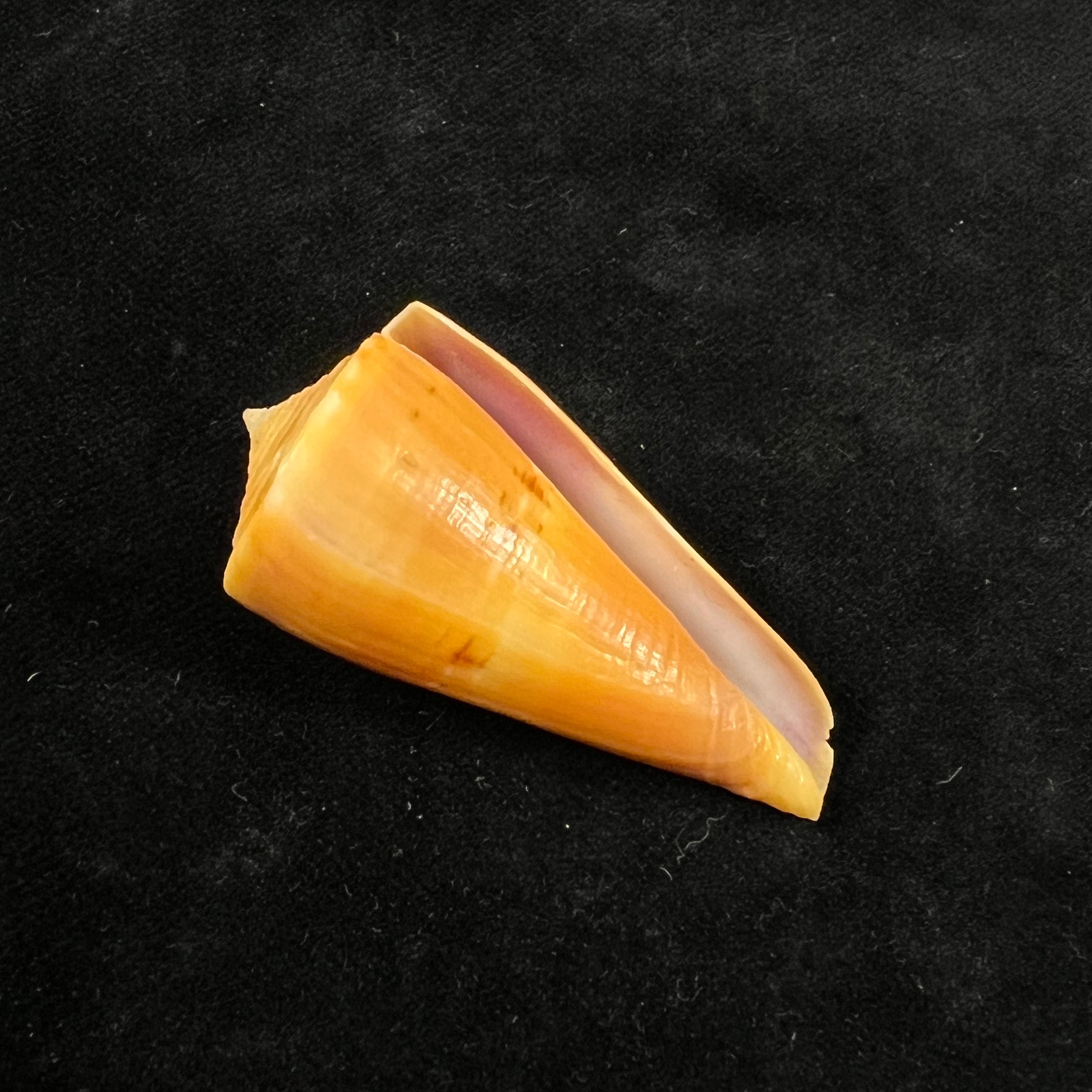 Conus valentinae (D. Monteiro & A. Monteiro, 2024) - 46,5mm