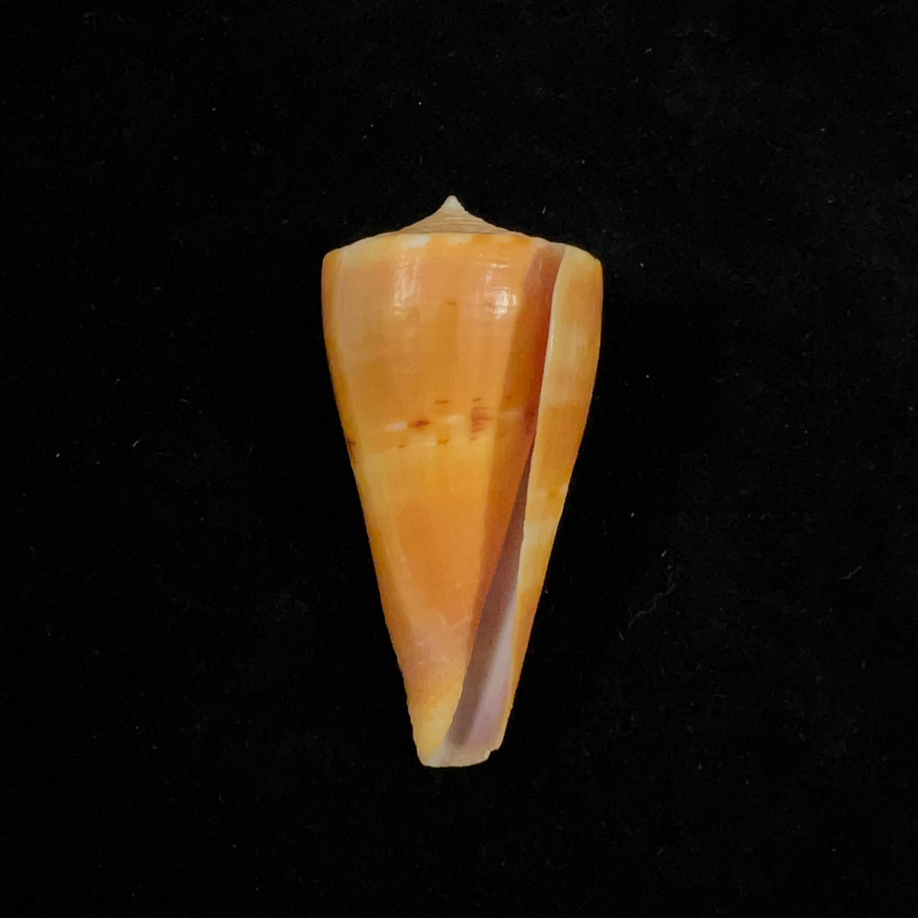 Conus valentinae (D. Monteiro & A. Monteiro, 2024) - 46,5mm