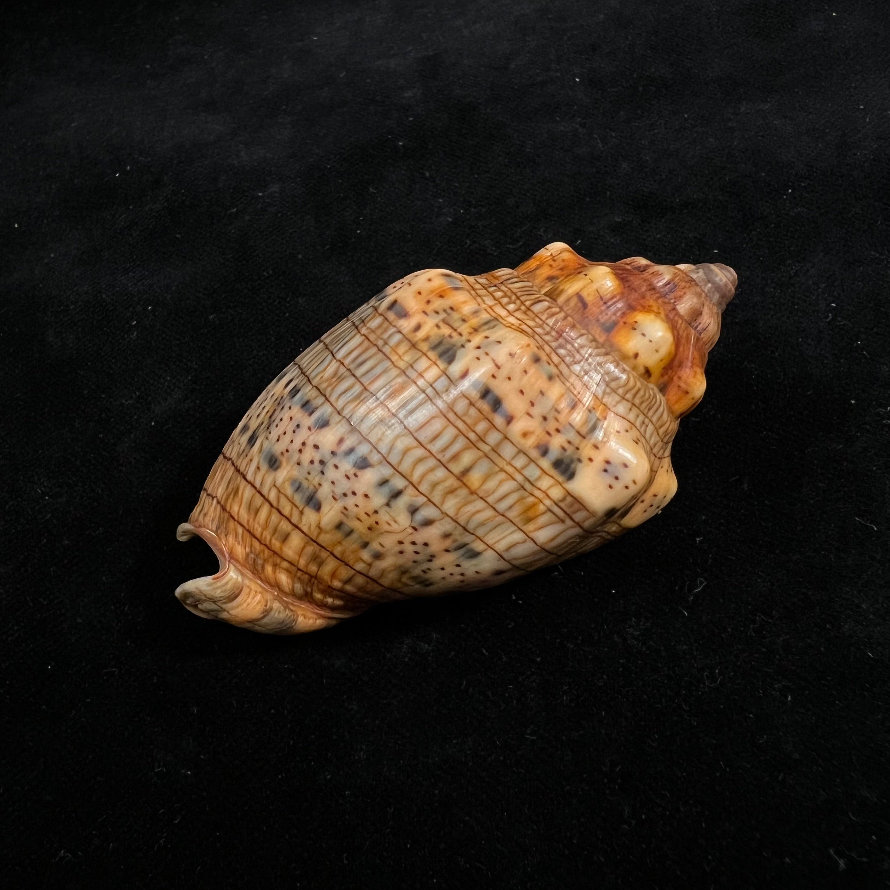 林奈音乐卷，1758 - 67,4mm