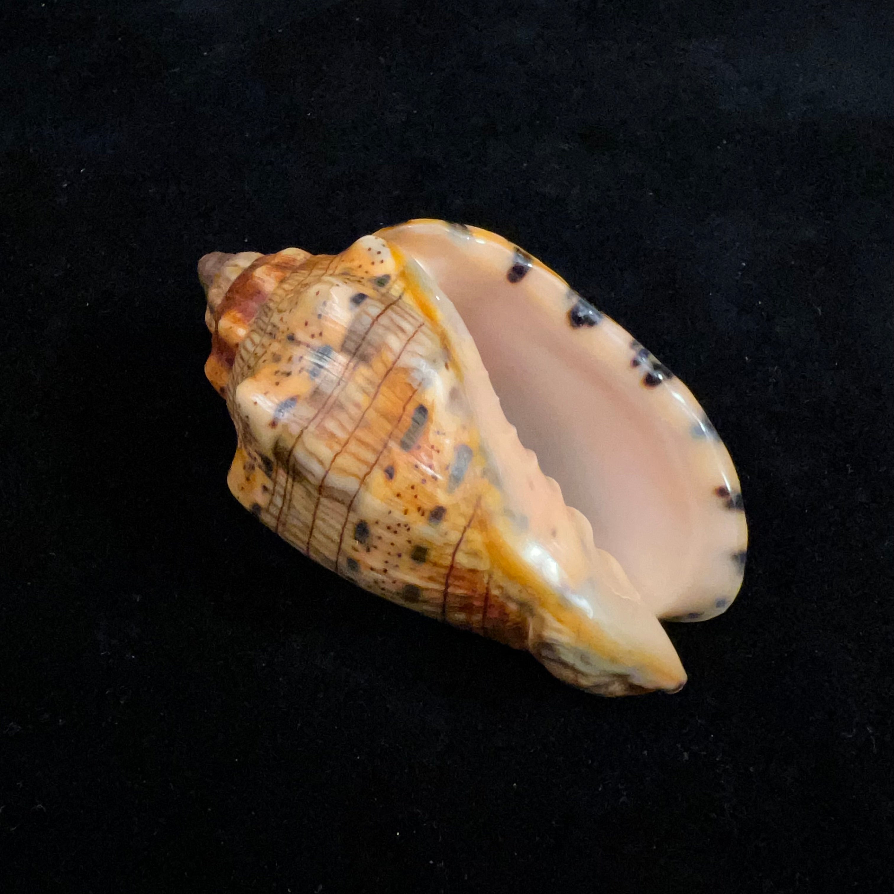 林奈音乐卷，1758 - 67,4mm