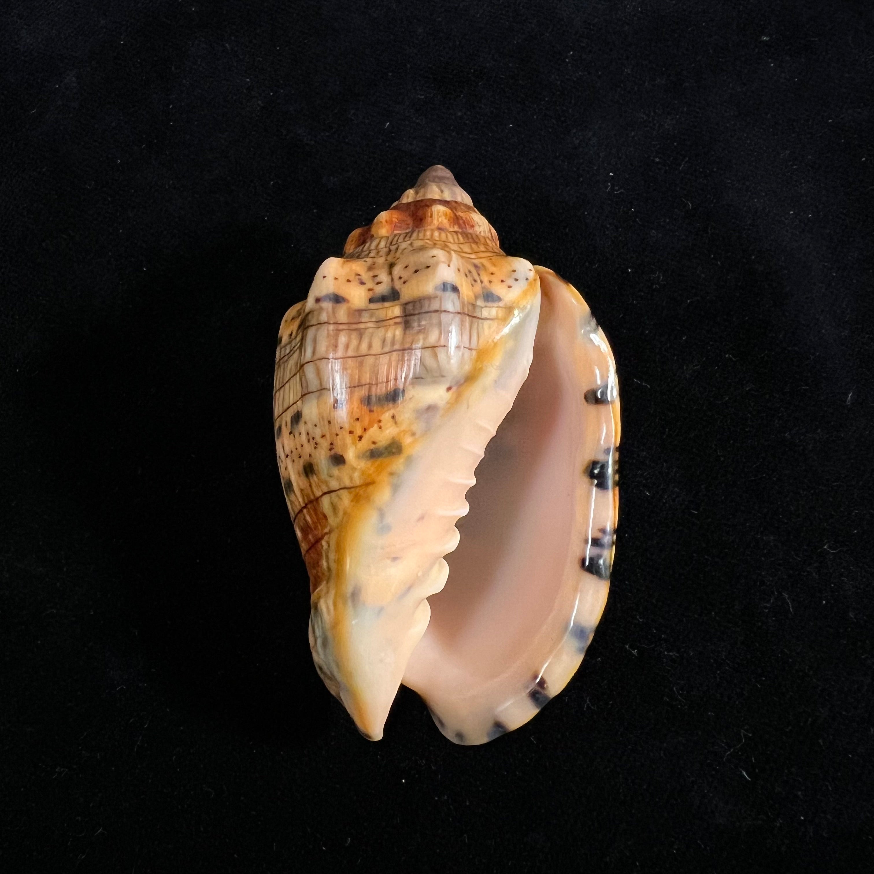 林奈音乐卷，1758 - 67,4mm