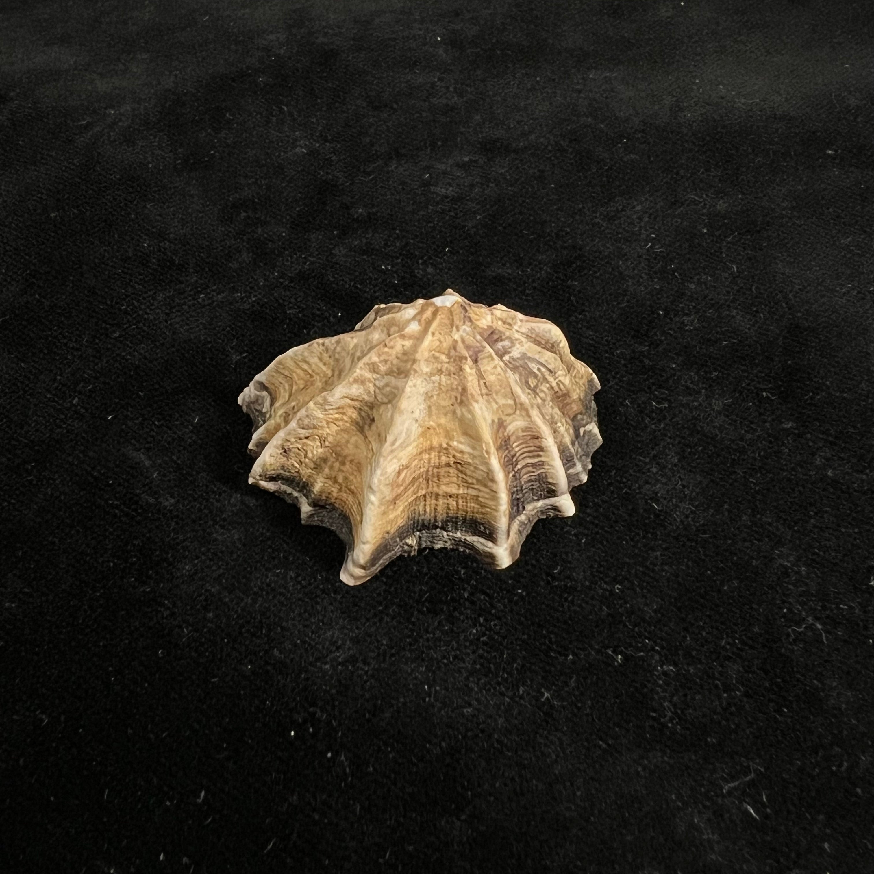 Siphonaria gigas G. B. Sowerby I, 1825 - 43mm