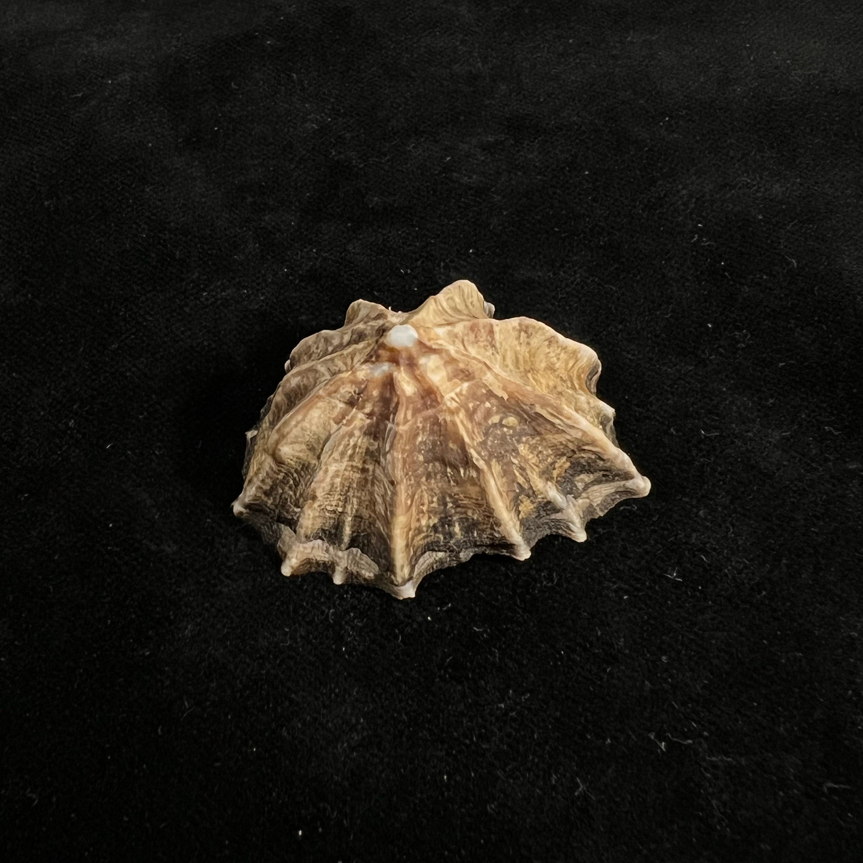 Siphonaria gigas G. B. Sowerby I, 1825 - 43mm