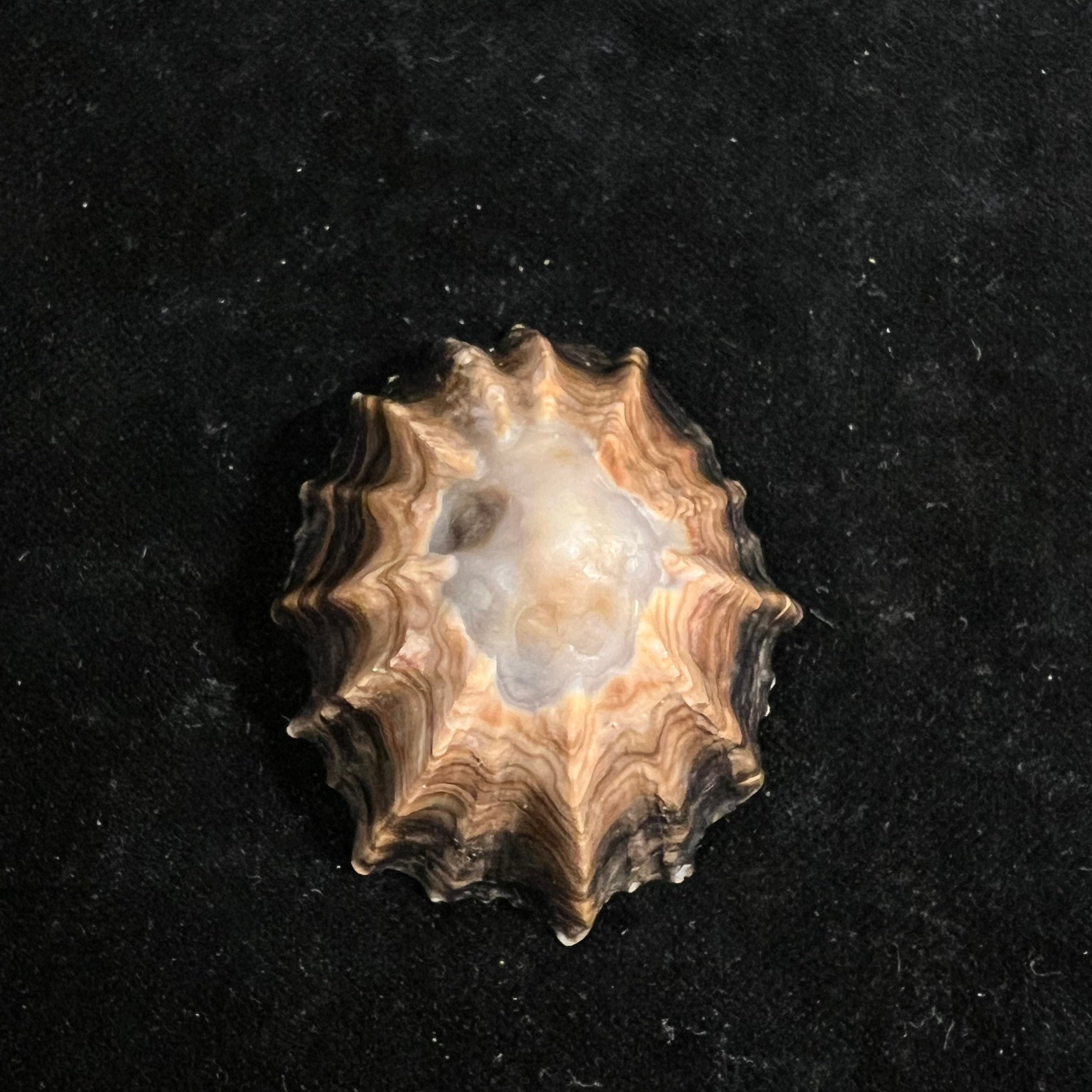 Siphonaria gigas GB Sowerby I, 1825 - 50,4毫米