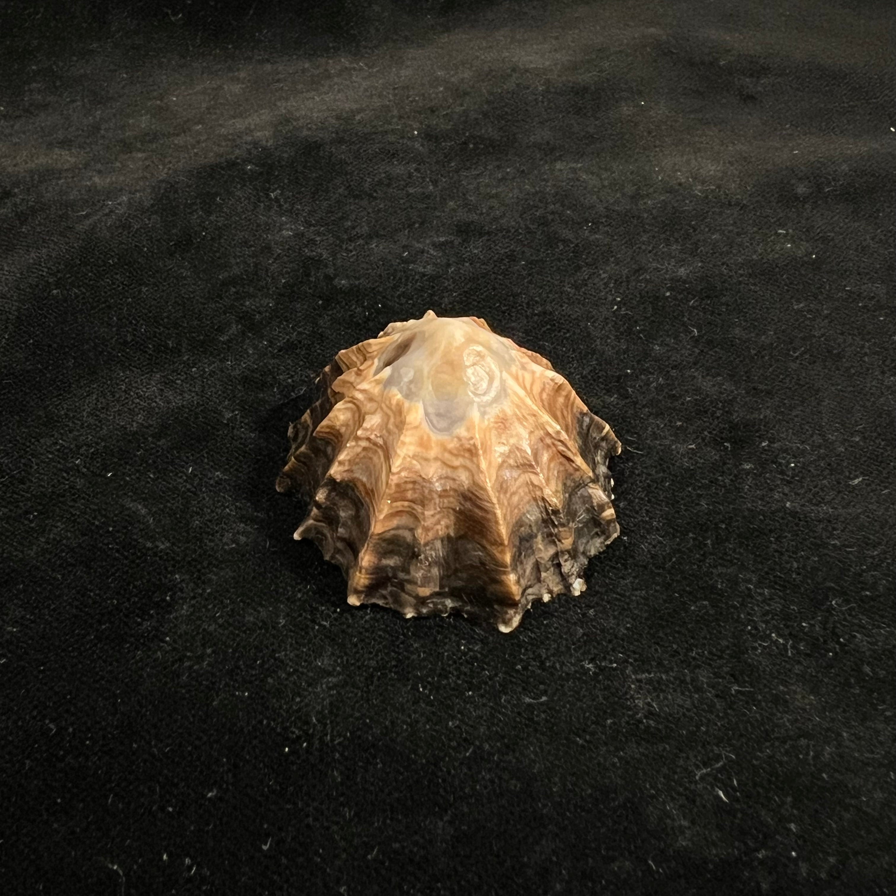 Siphonaria gigas GB Sowerby I, 1825 - 50,4毫米