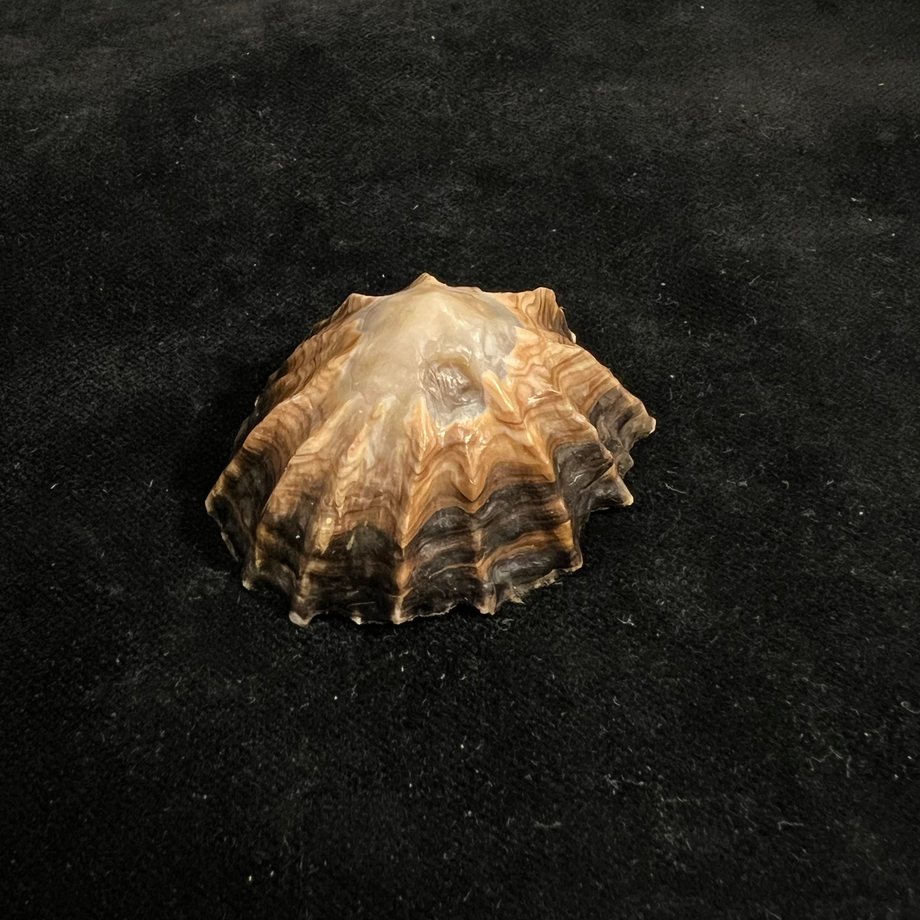 Siphonaria gigas G. B. Sowerby I, 1825 - 50,4mm