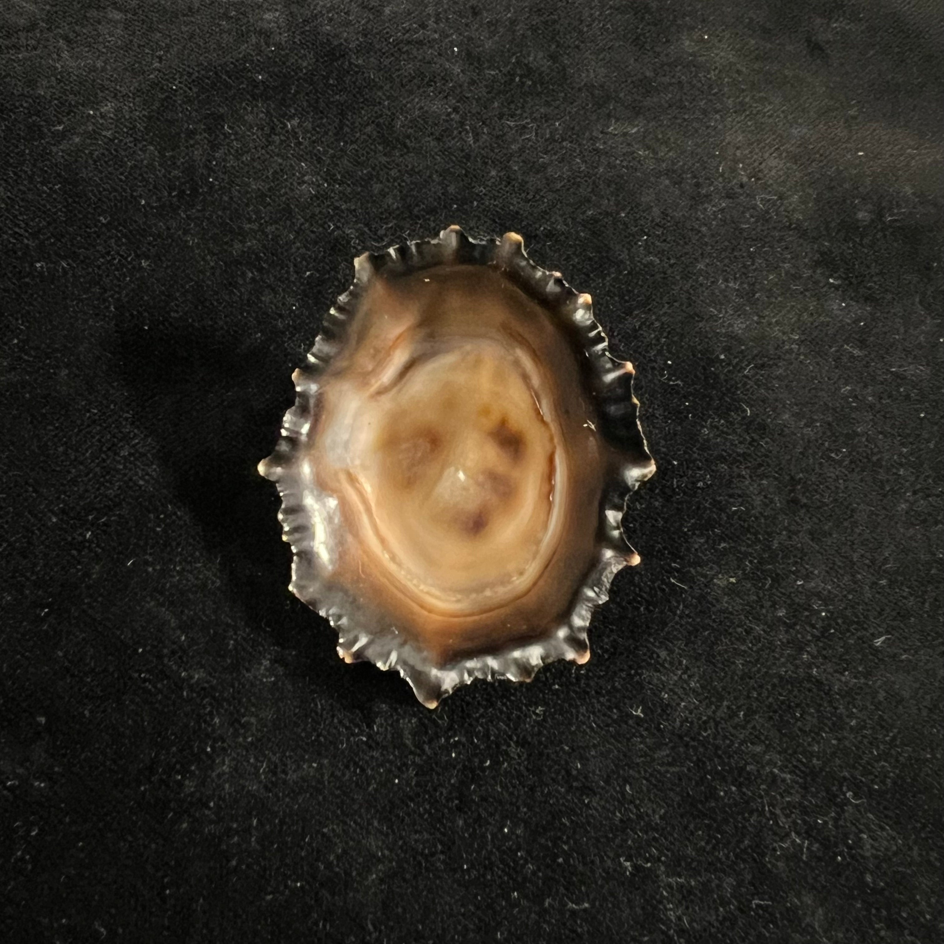 Siphonaria gigas G. B. Sowerby I, 1825 - 50,4mm