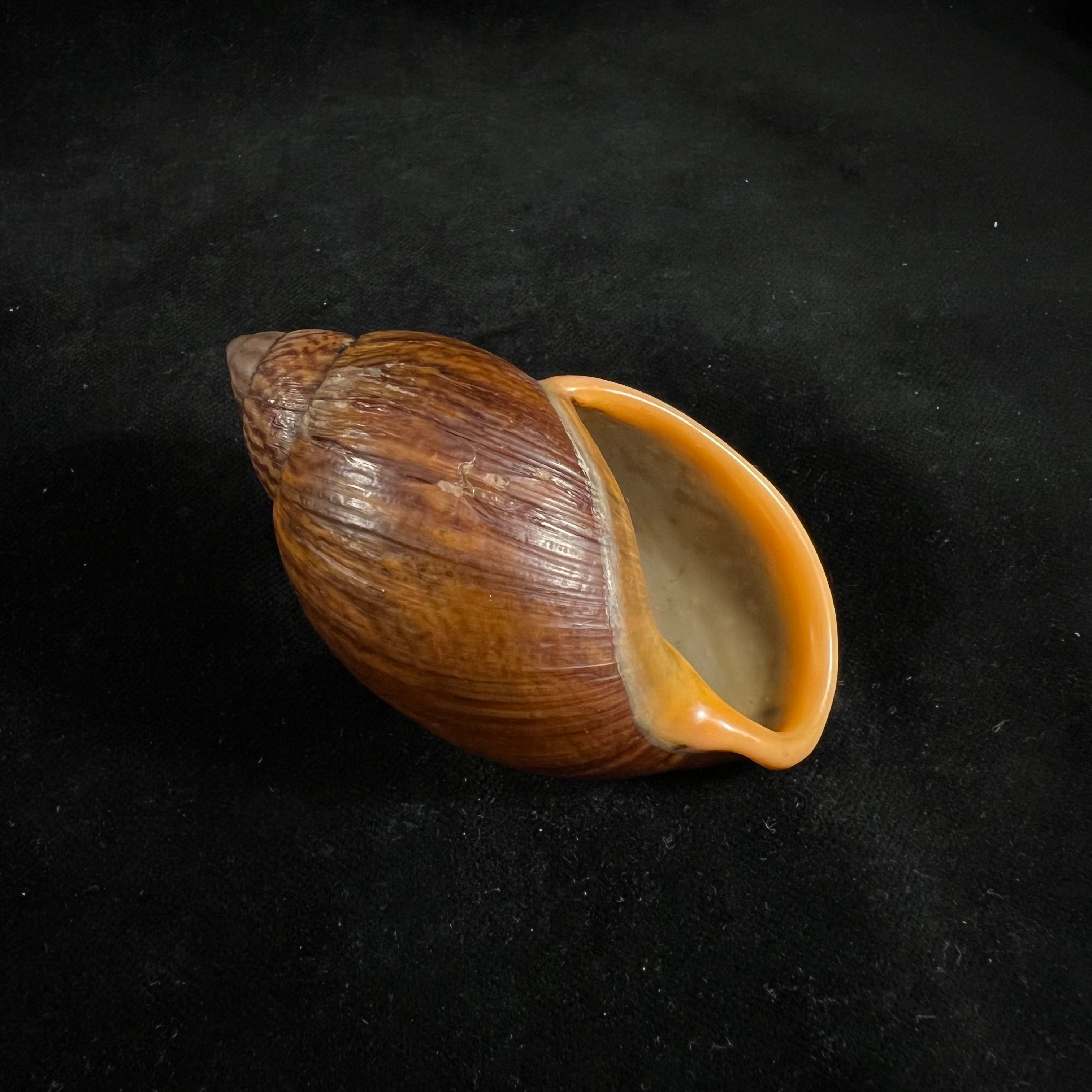 Dryptus moritzianus (L. Pfeiffer, 1847) - 78,1mm