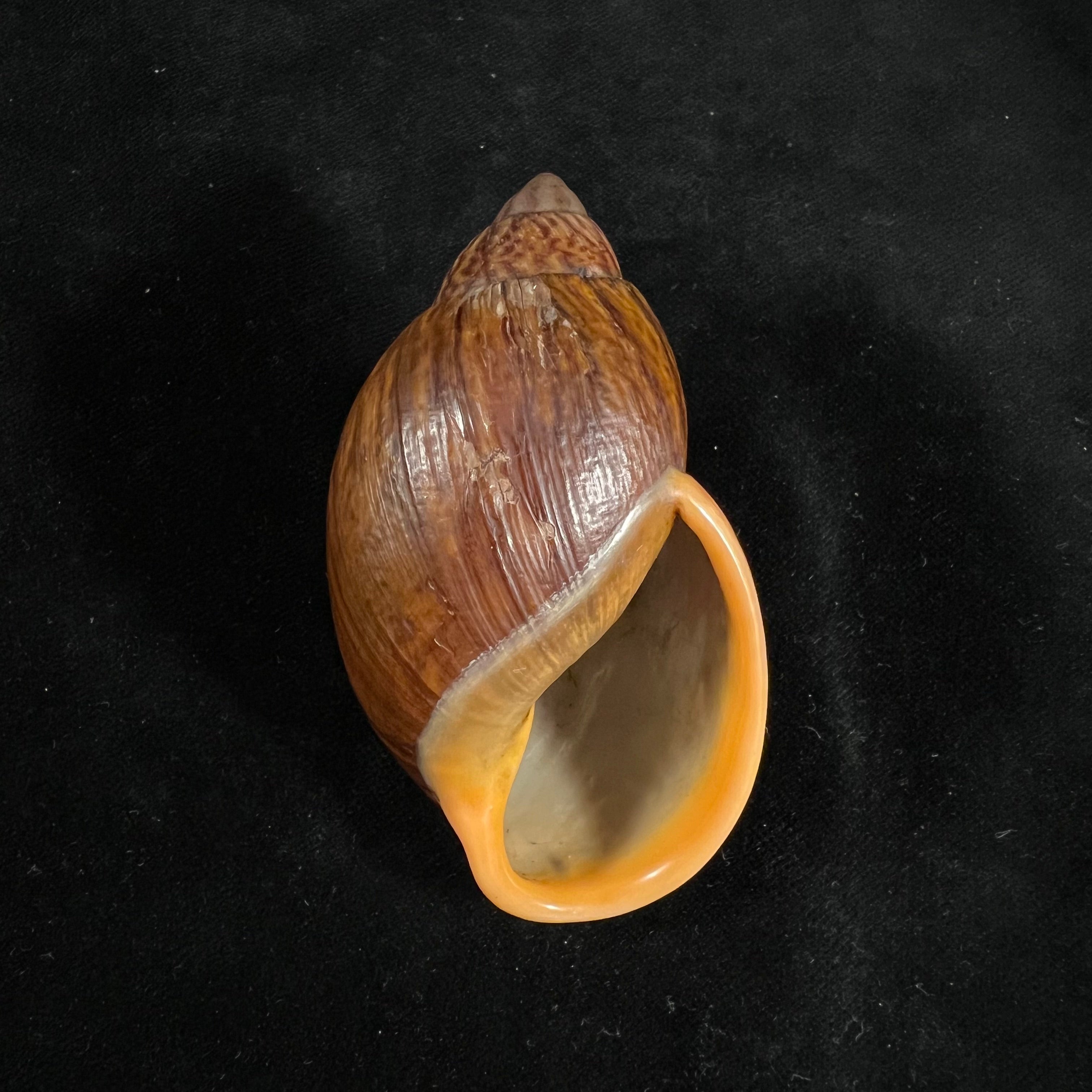 Dryptus moritzianus (L. Pfeiffer, 1847) - 78,1mm