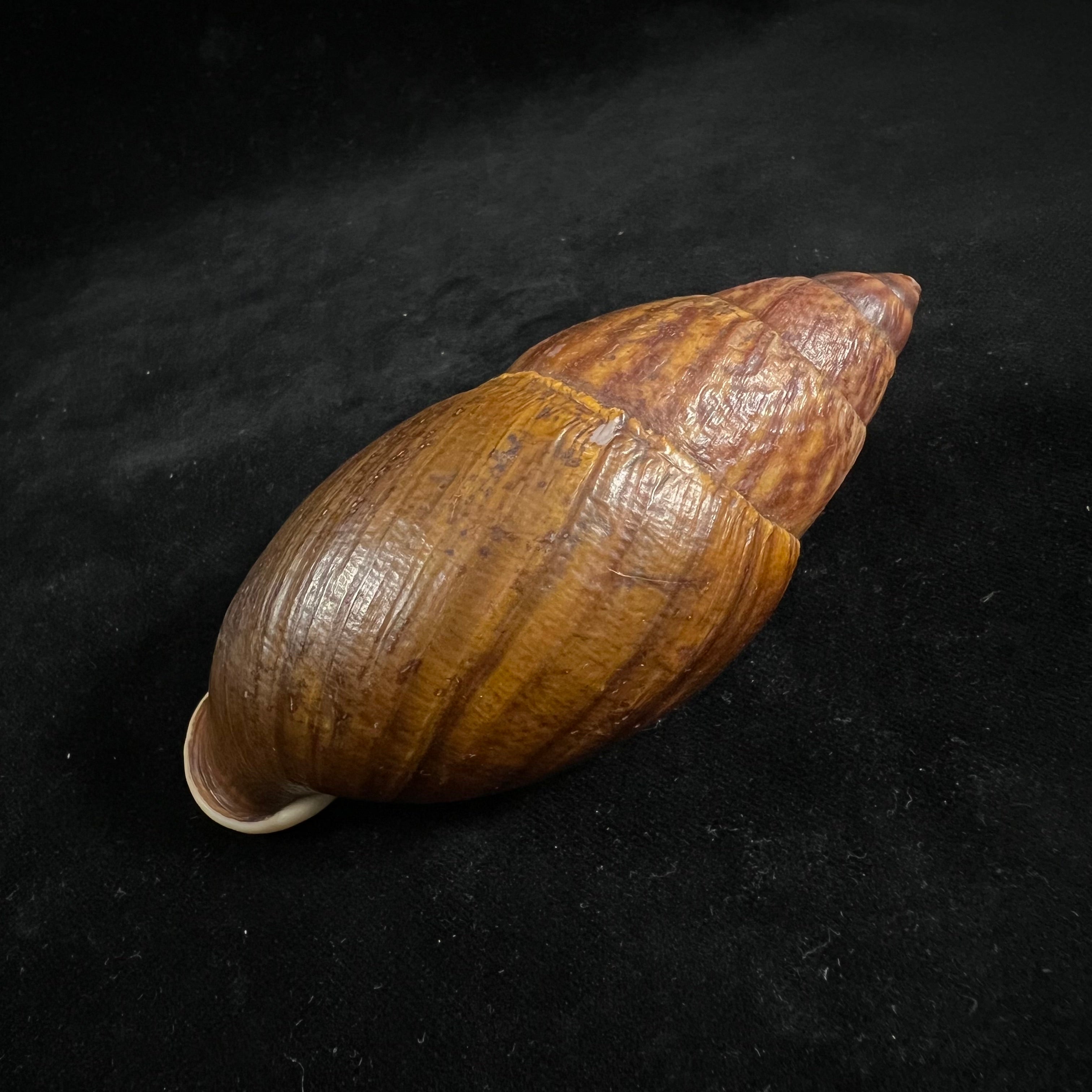 Dryptus pardalis (A. Férussac, 1821) - 103,2毫米