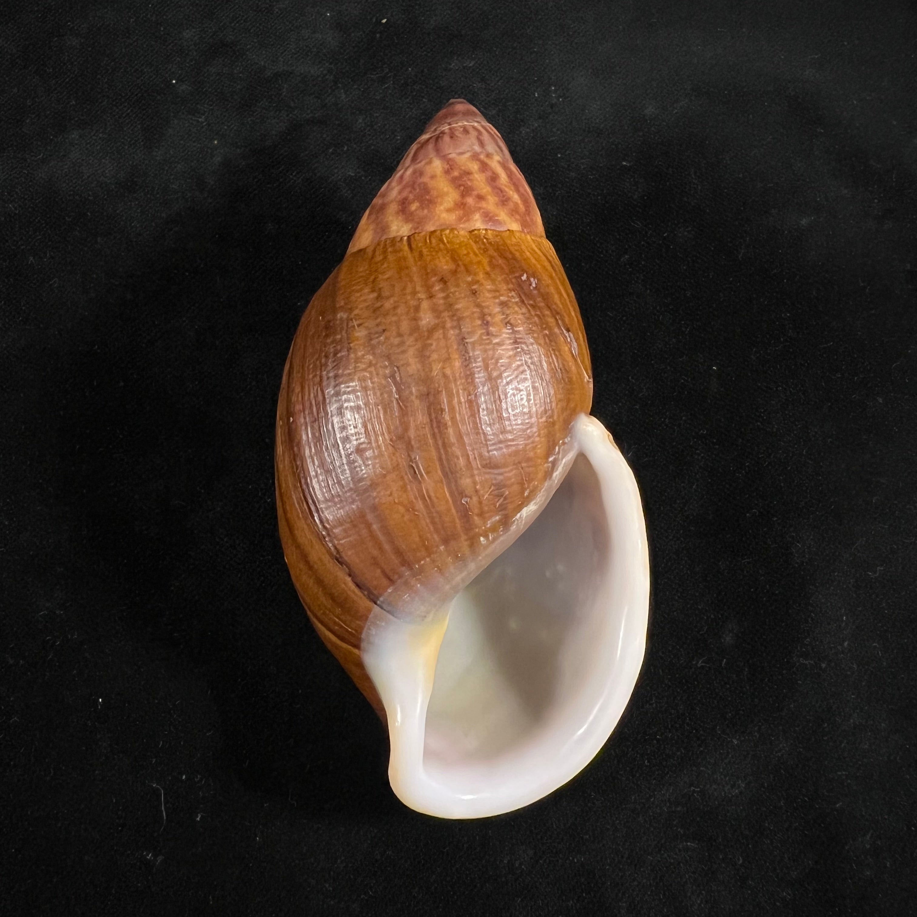 Dryptus pardalis (A. Férussac, 1821) - 103,2毫米
