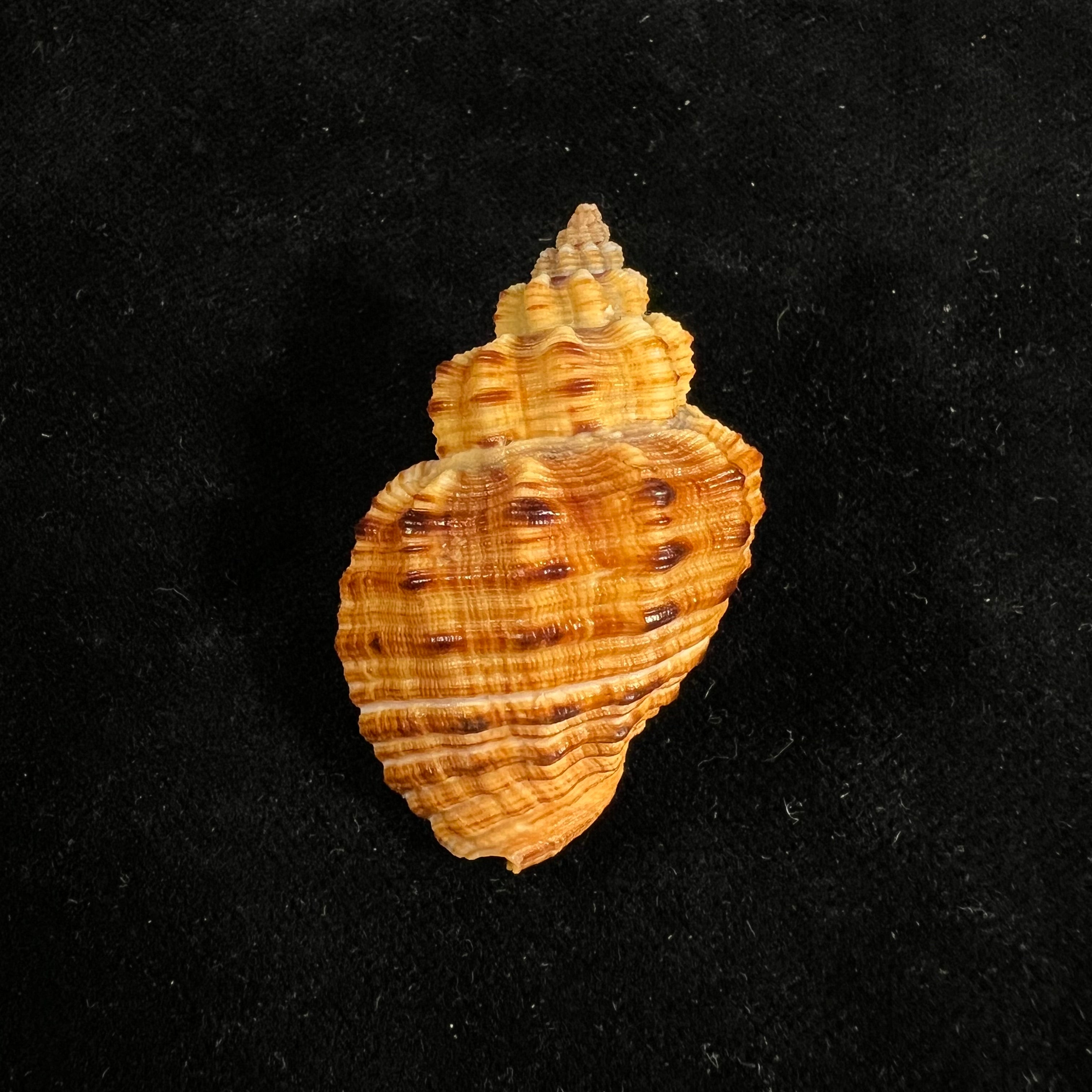 Cantharus melanostoma (G. B. Sowerby I, 1825) - 44,1mm
