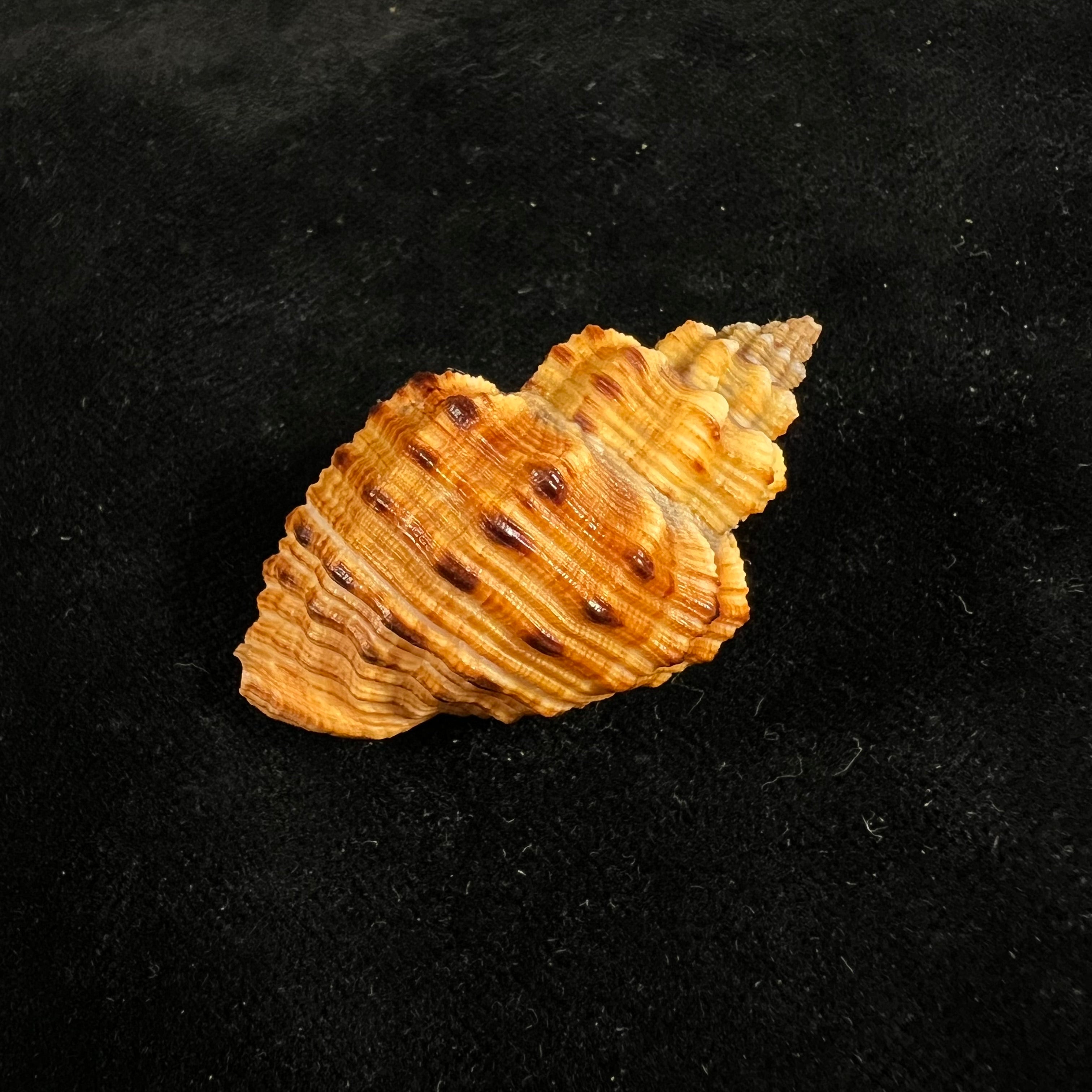Cantharus melanostoma (G. B. Sowerby I, 1825) - 44,1mm