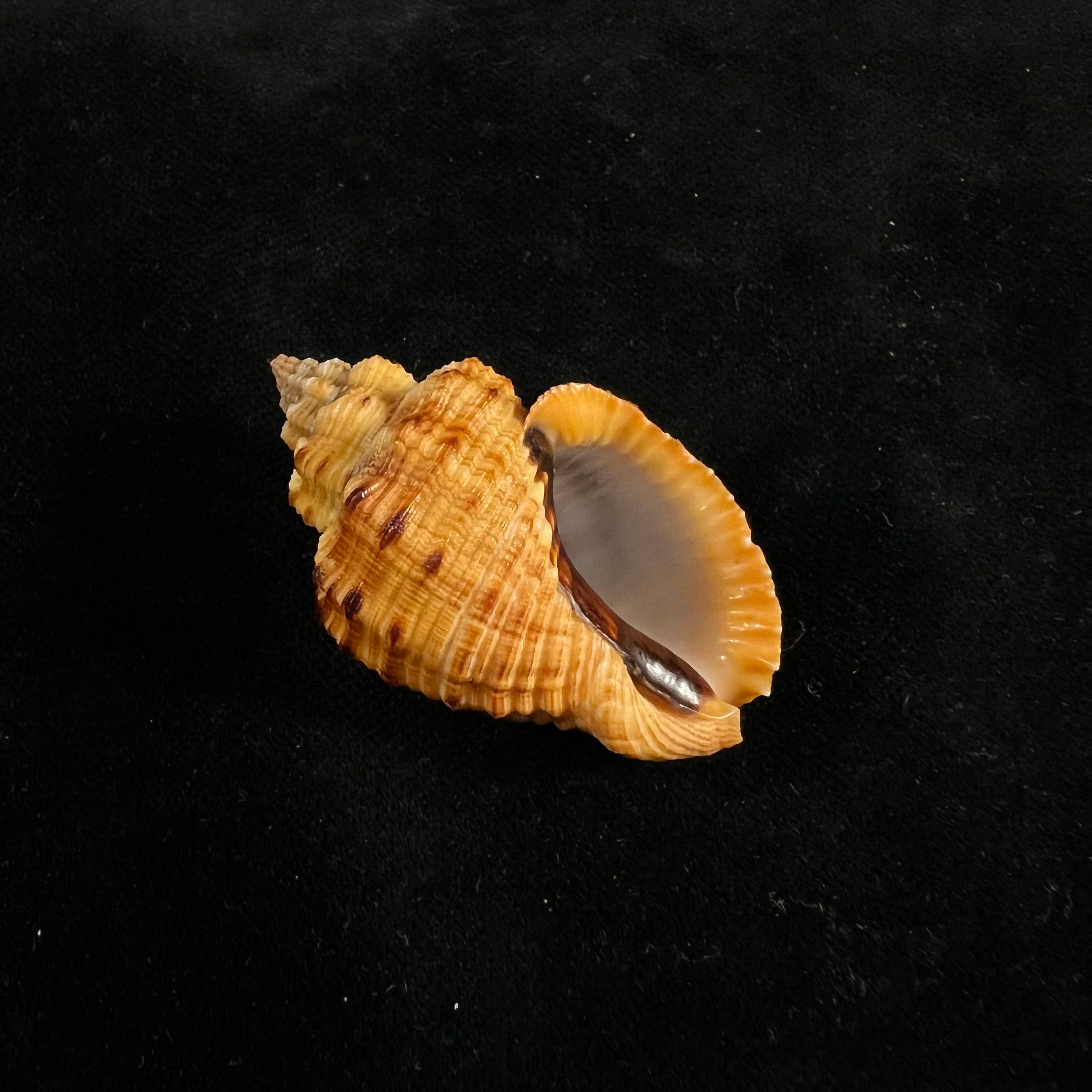 Cantharus melanostoma (G. B. Sowerby I, 1825) - 44,1mm