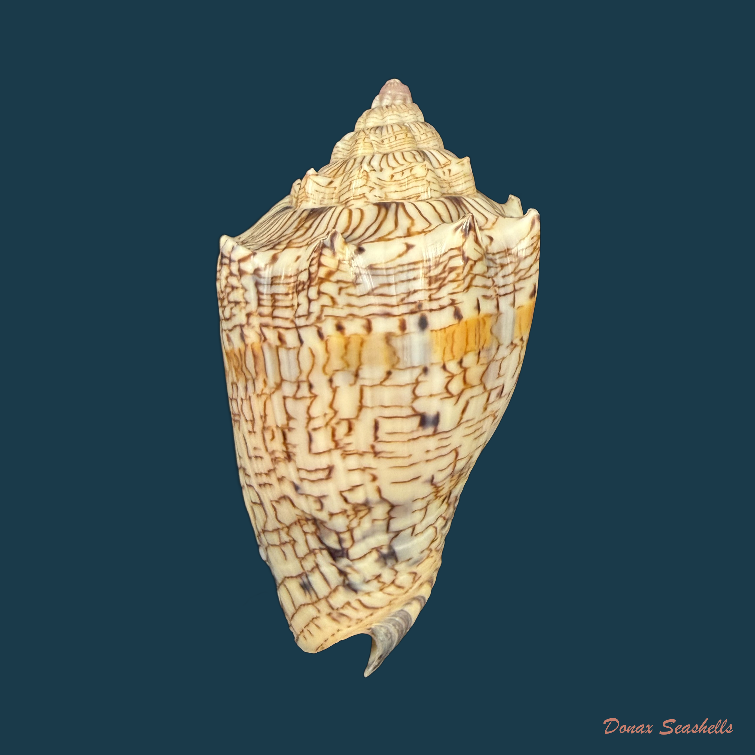 Voluta ebraea Linnaeus, 1758 - 79,1mm