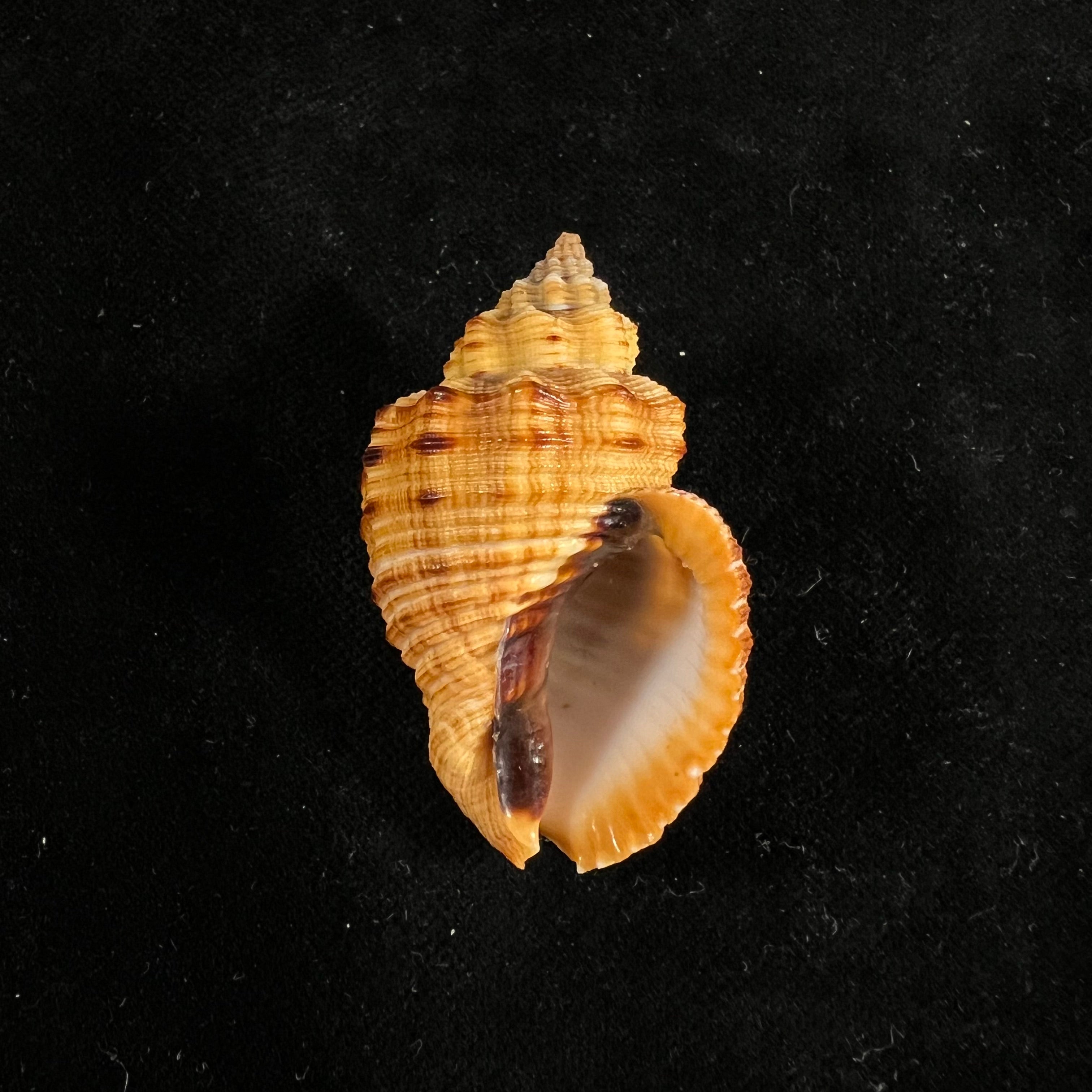Cantharus melanostoma (G. B. Sowerby I, 1825) - 44,1mm