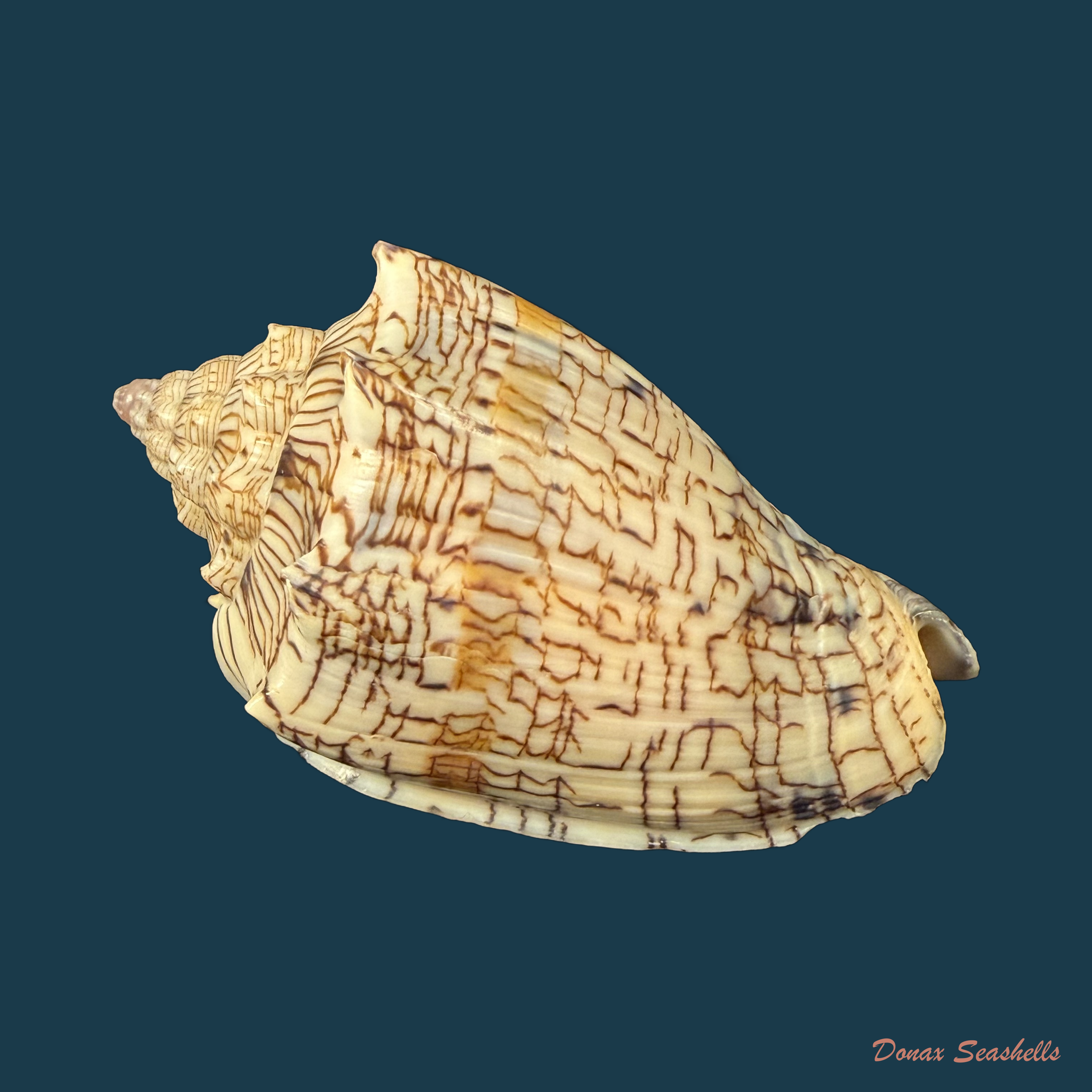 Voluta ebraea Linnaeus, 1758 - 79,1mm