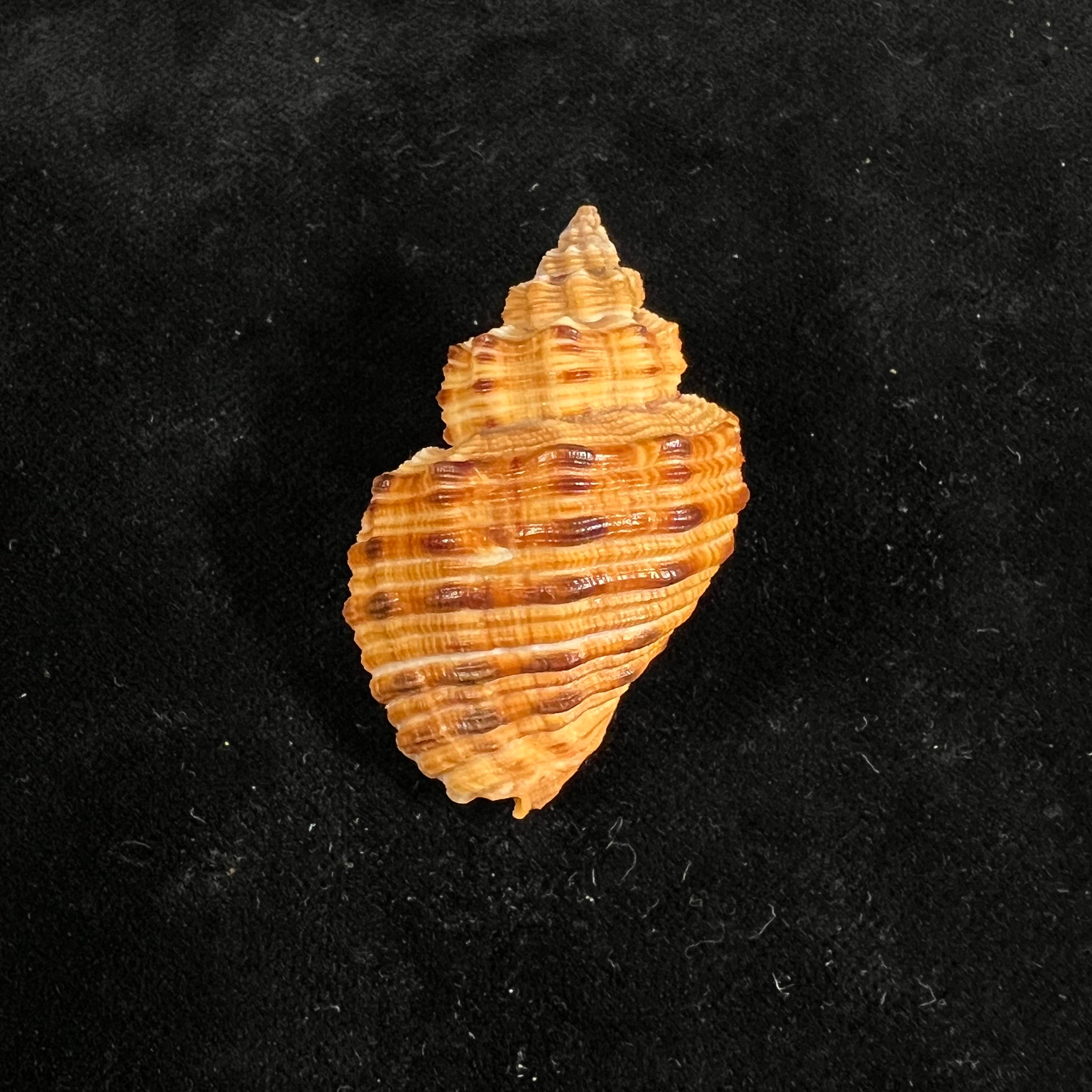 Cantharus melanostoma (G. B. Sowerby I, 1825) - 43,9mm