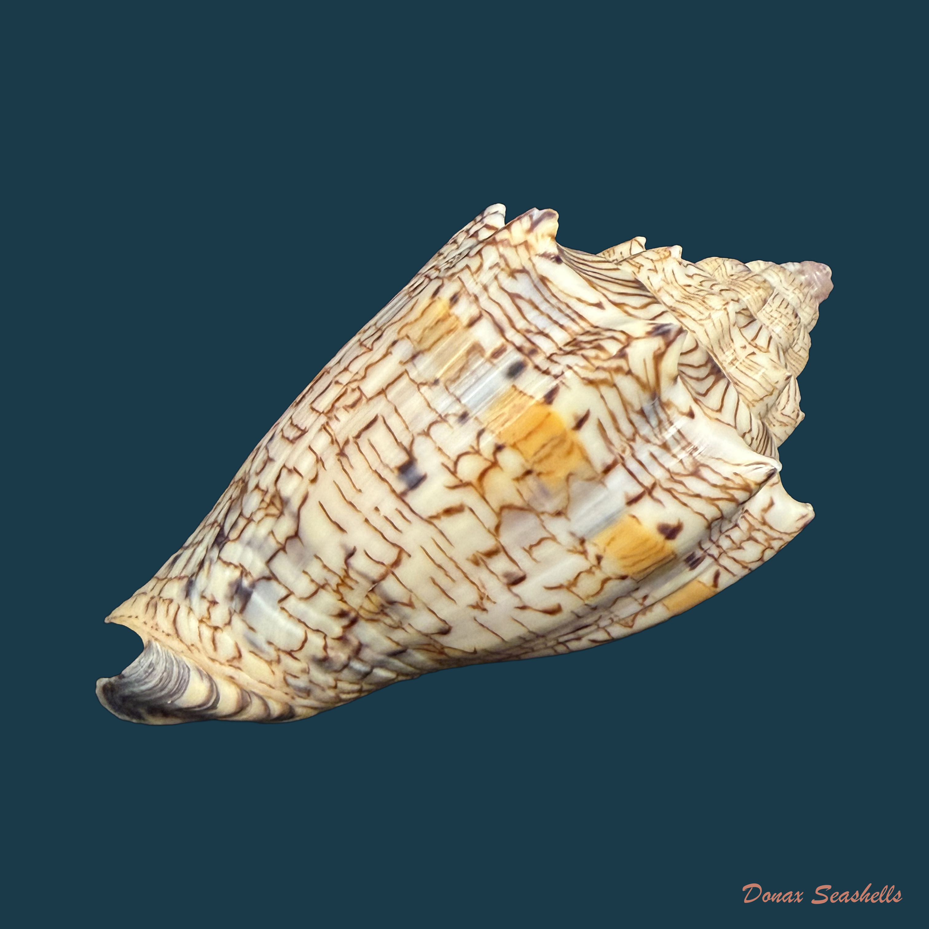Voluta ebraea Linnaeus, 1758 - 79,1mm