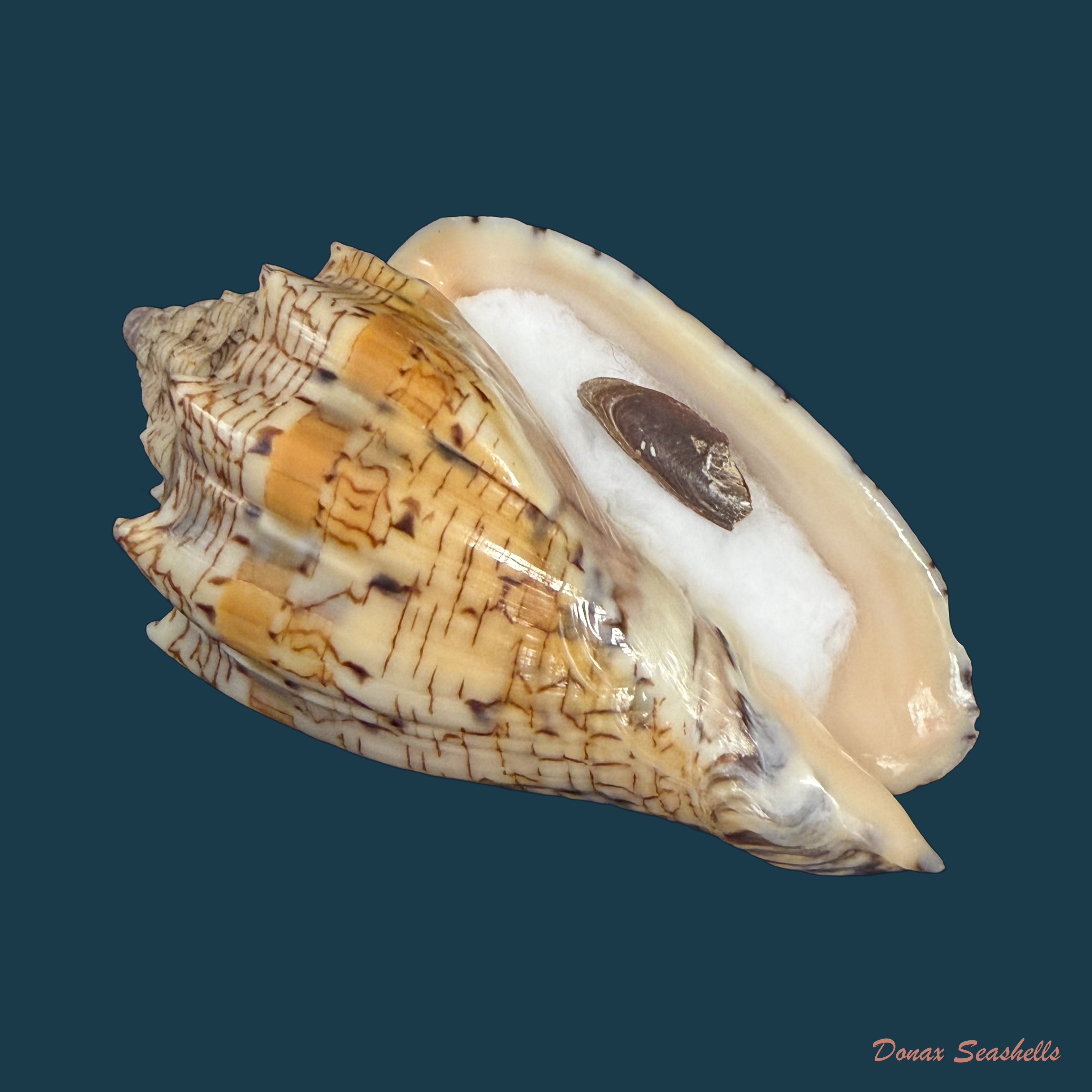 Voluta ebraea Linnaeus, 1758 - 79,1mm