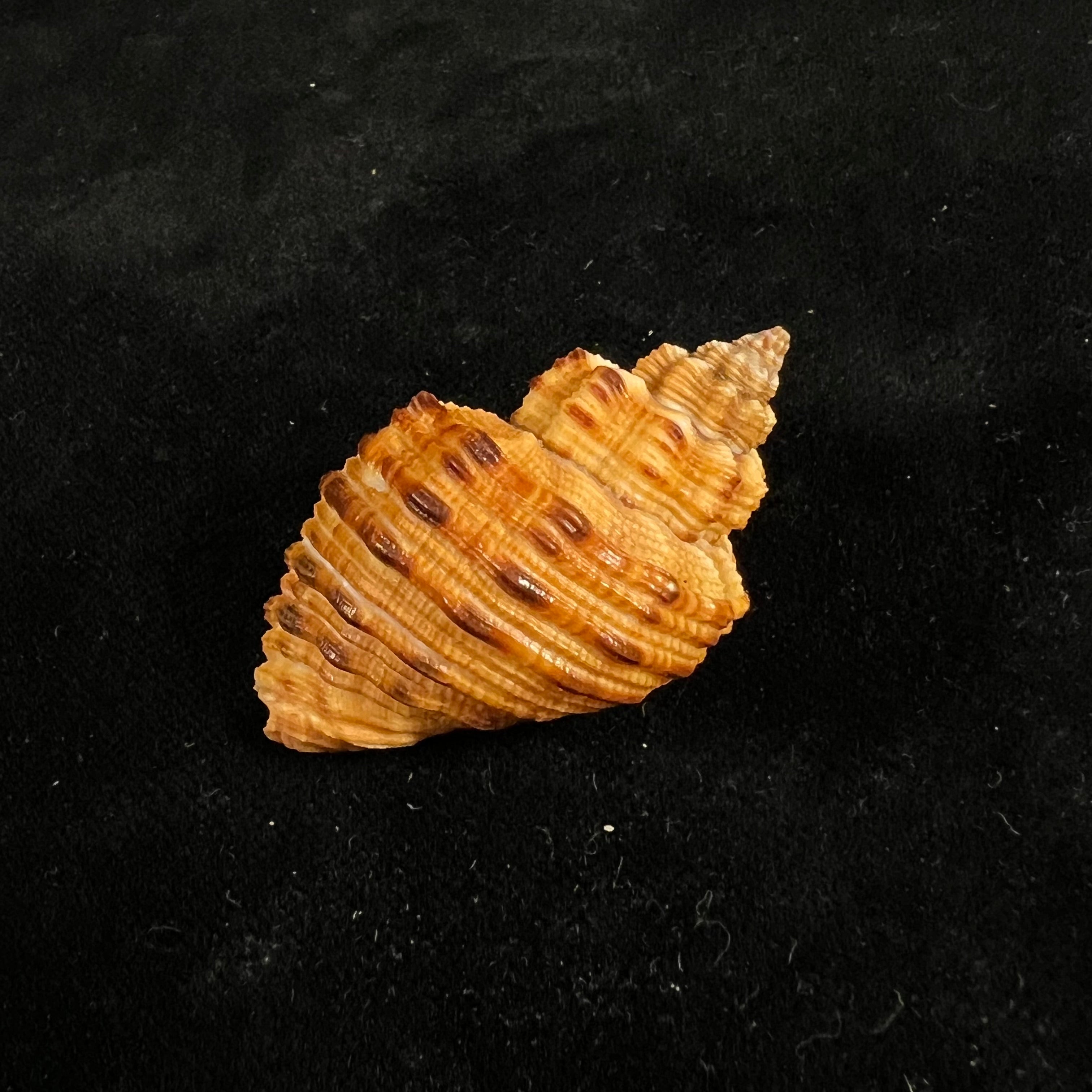 Cantharus melanostoma (G. B. Sowerby I, 1825) - 43,9mm