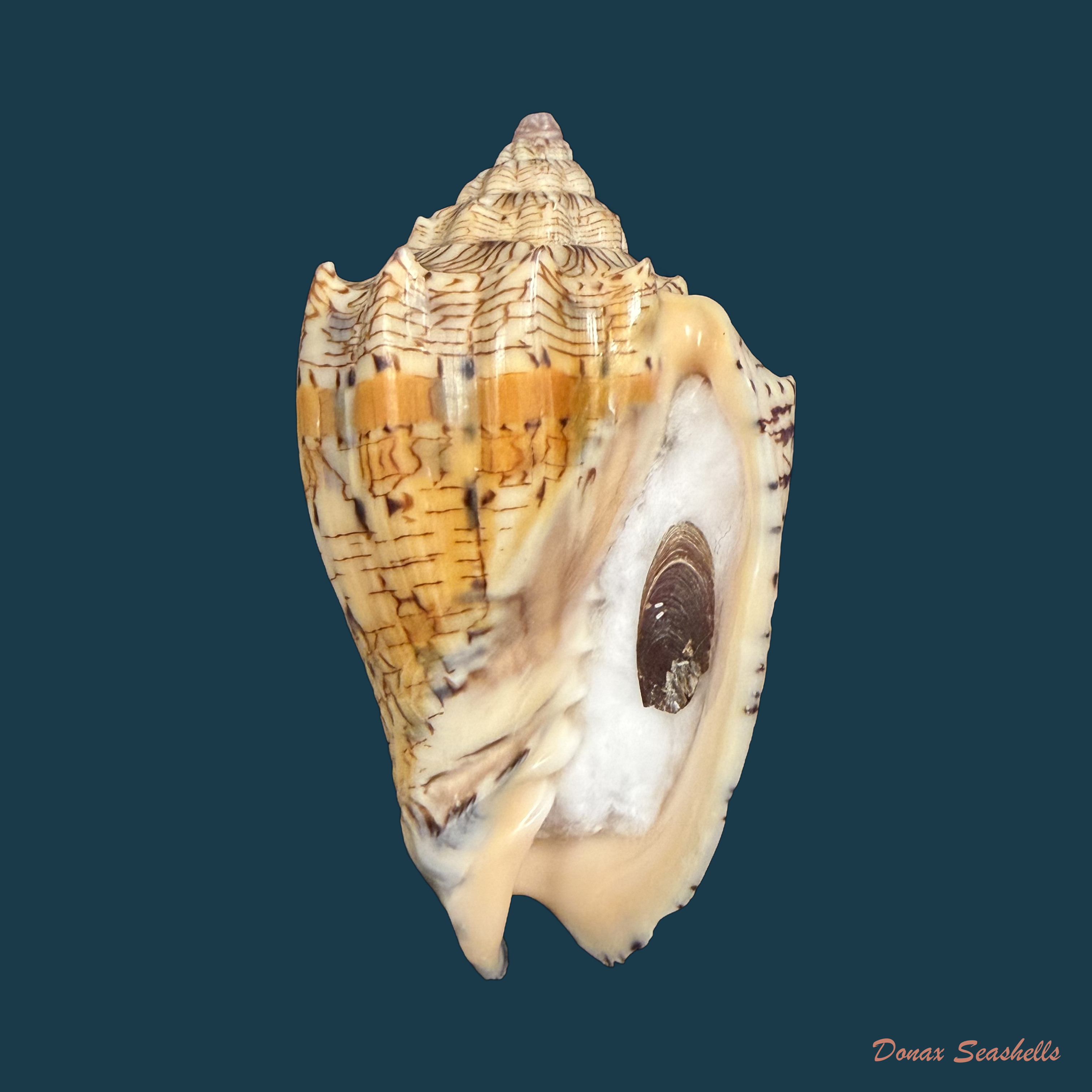 Voluta ebraea Linnaeus, 1758 - 79,1mm