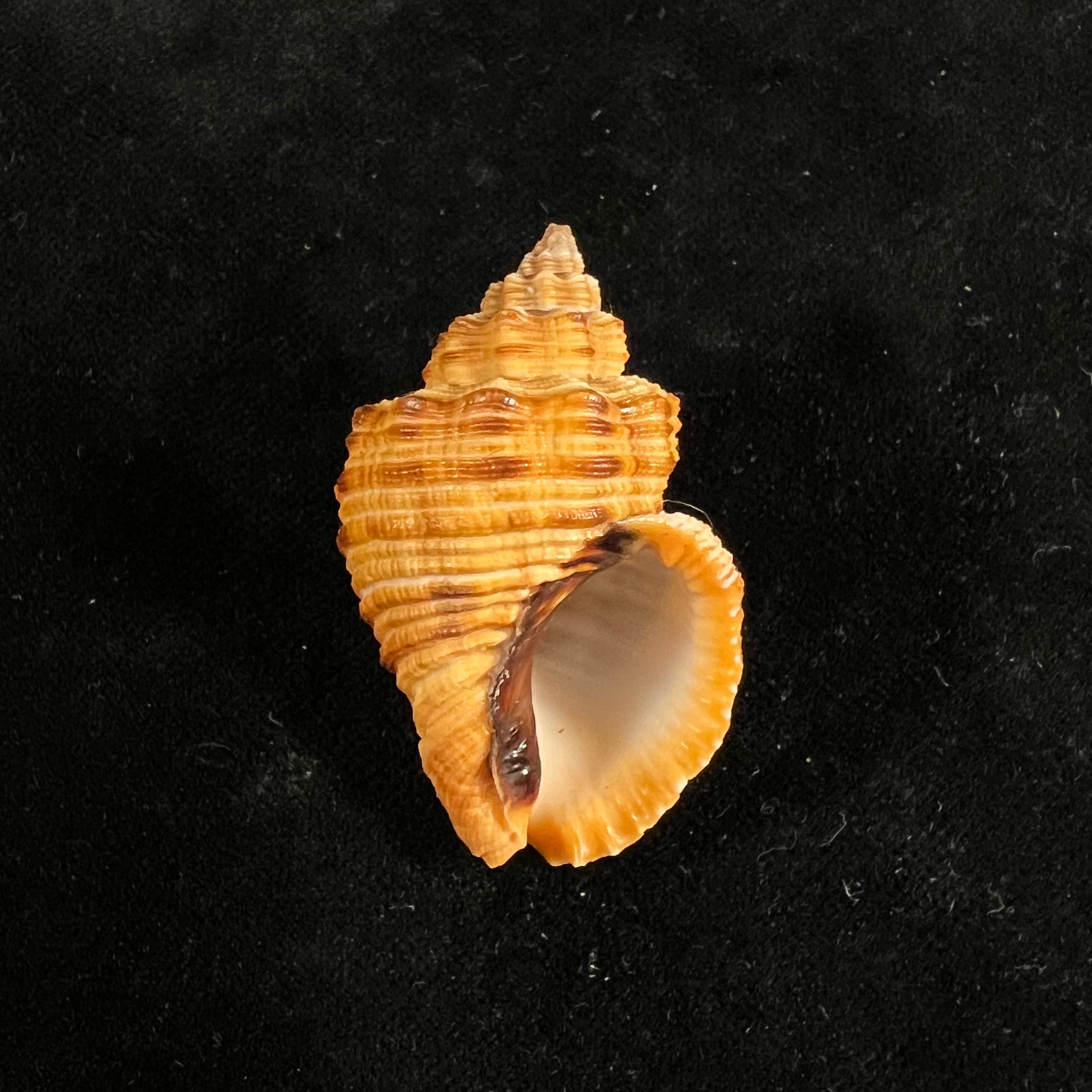 Cantharus melanostoma (G. B. Sowerby I, 1825) - 43,9mm