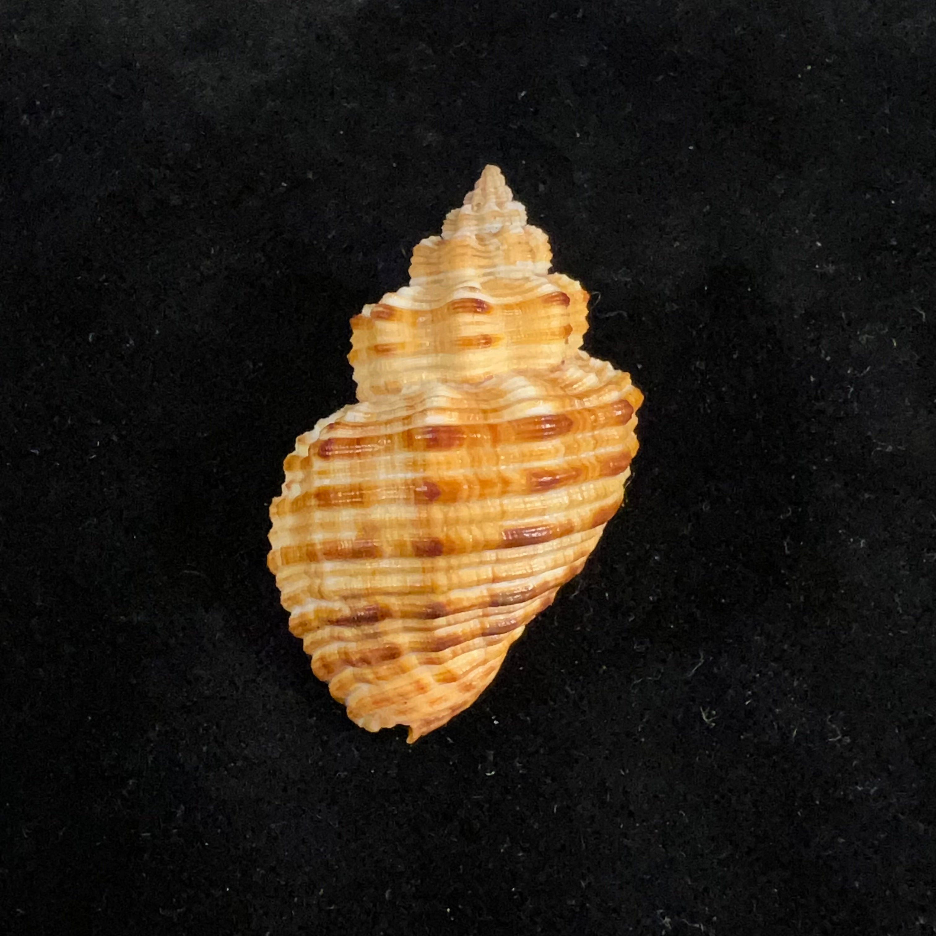 Cantharus melanostoma (G. B. Sowerby I, 1825) - 48,1mm