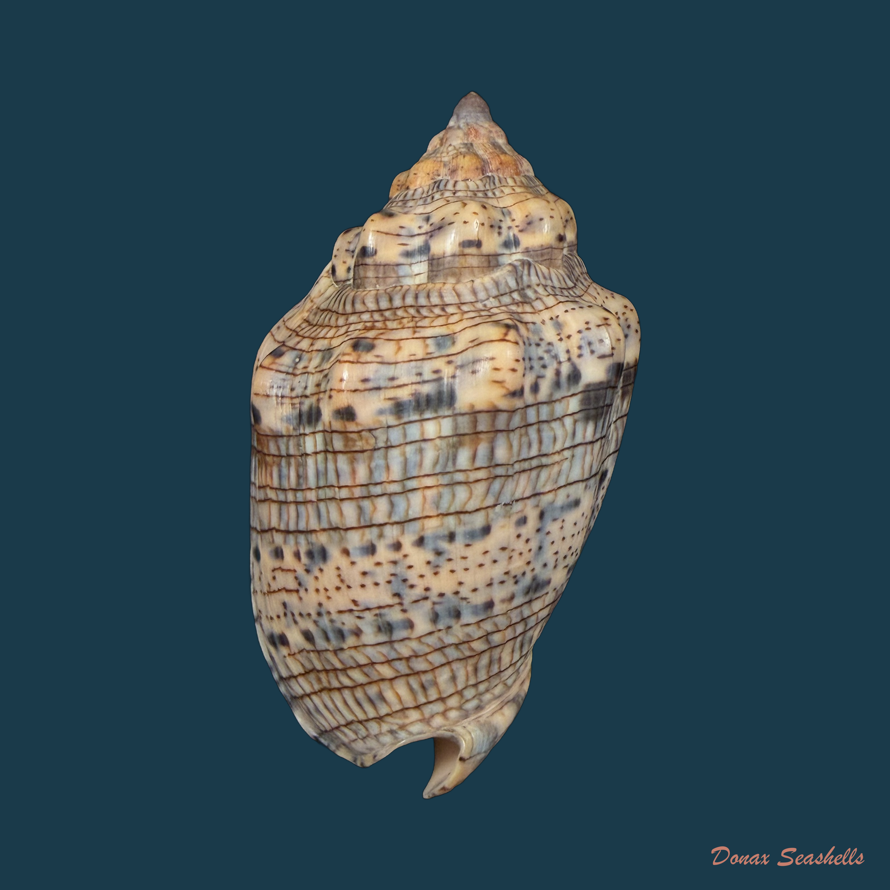 Voluta musica Linnaeus, 1758 - 85,1mm