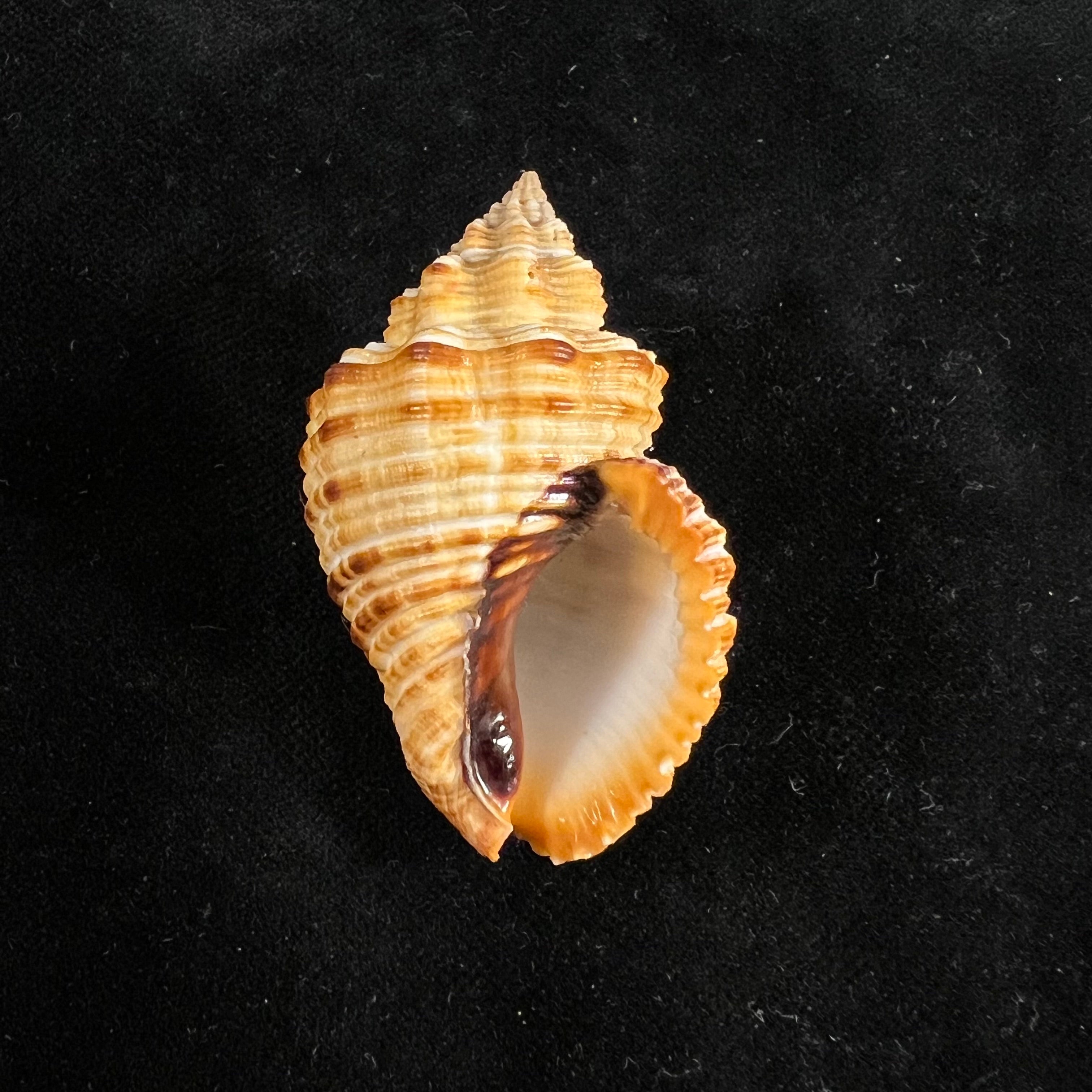 Cantharus melanostoma (G. B. Sowerby I, 1825) - 48,1mm