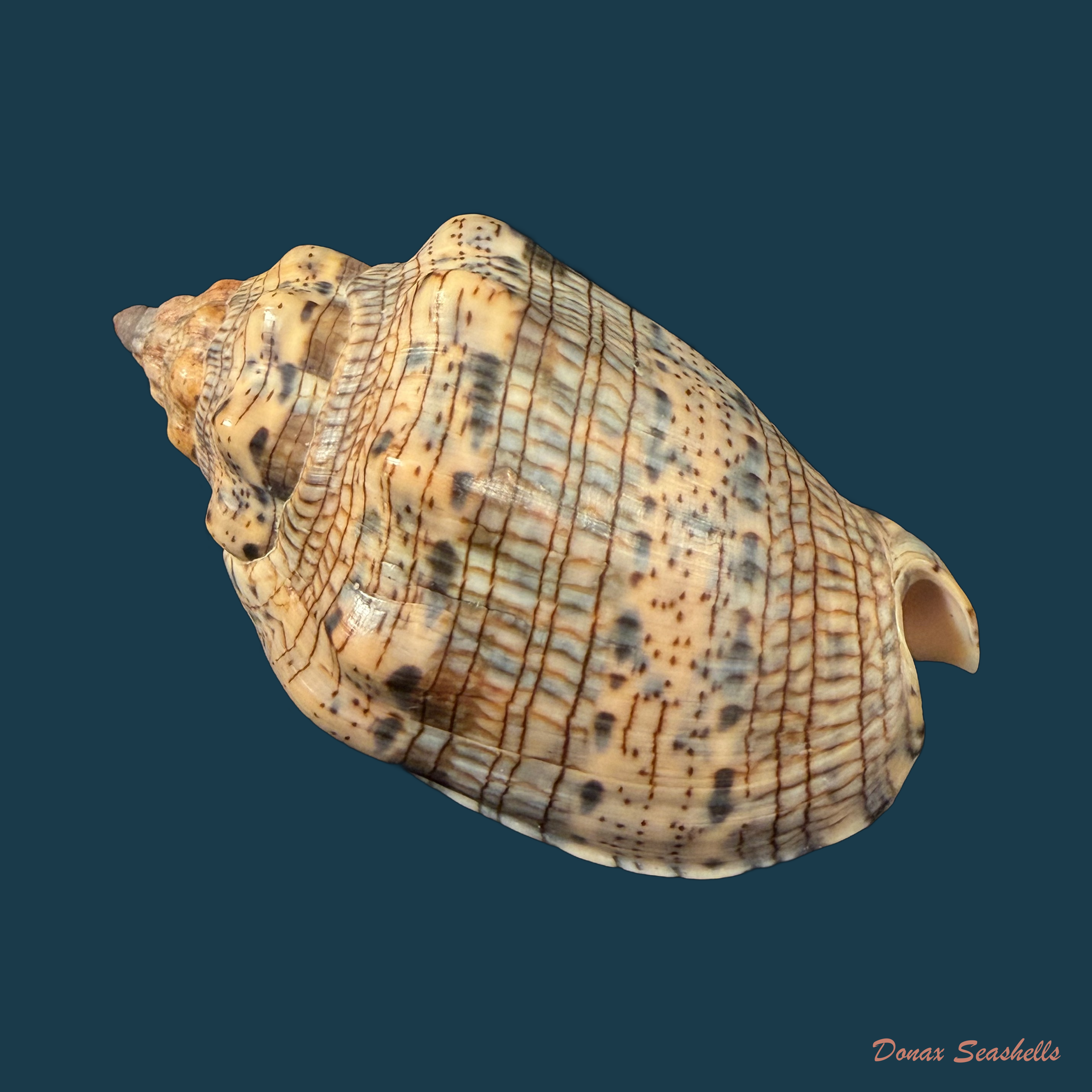 Voluta musica Linnaeus, 1758 - 85,1mm