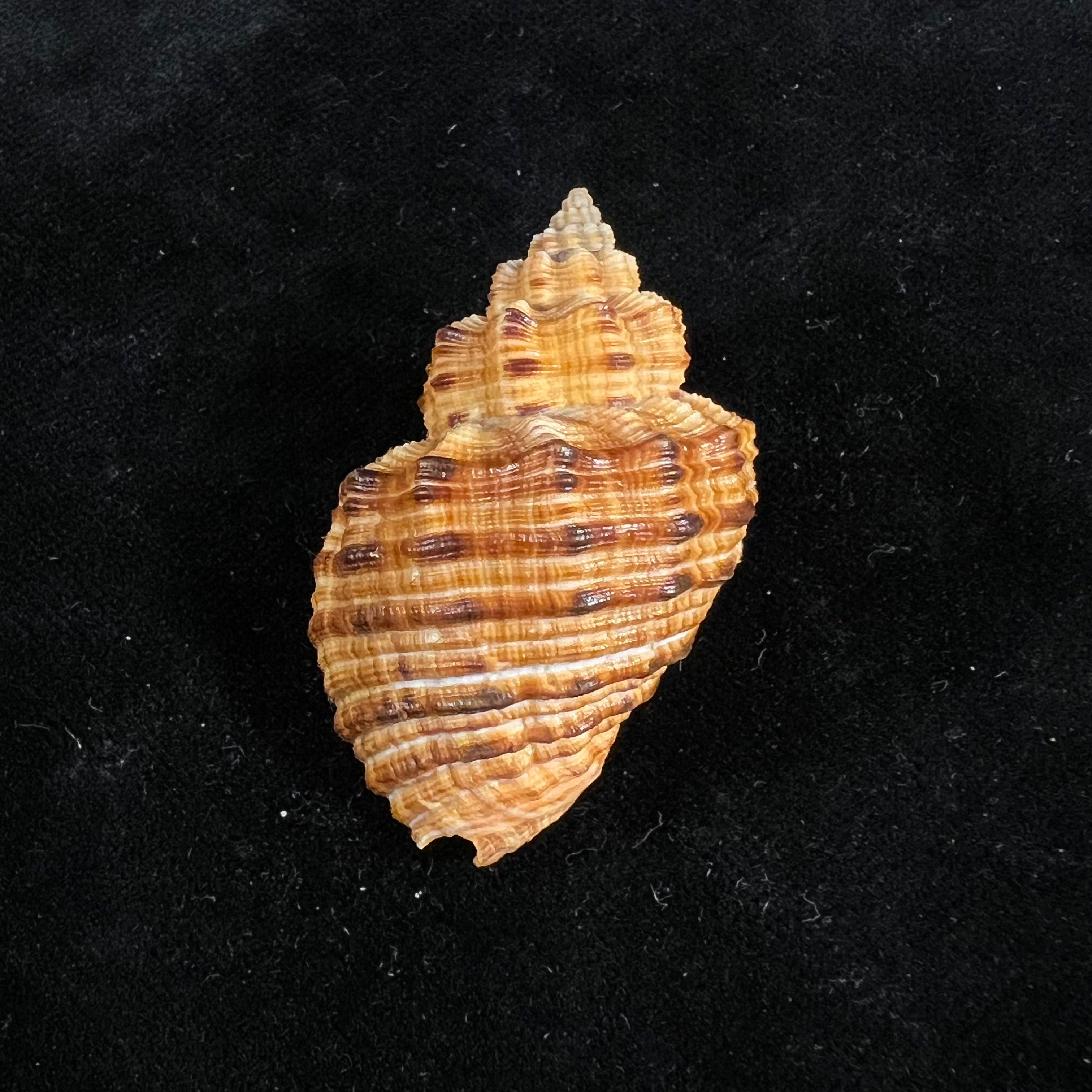 Cantharus melanostoma (G. B. Sowerby I, 1825) - 46,4mm