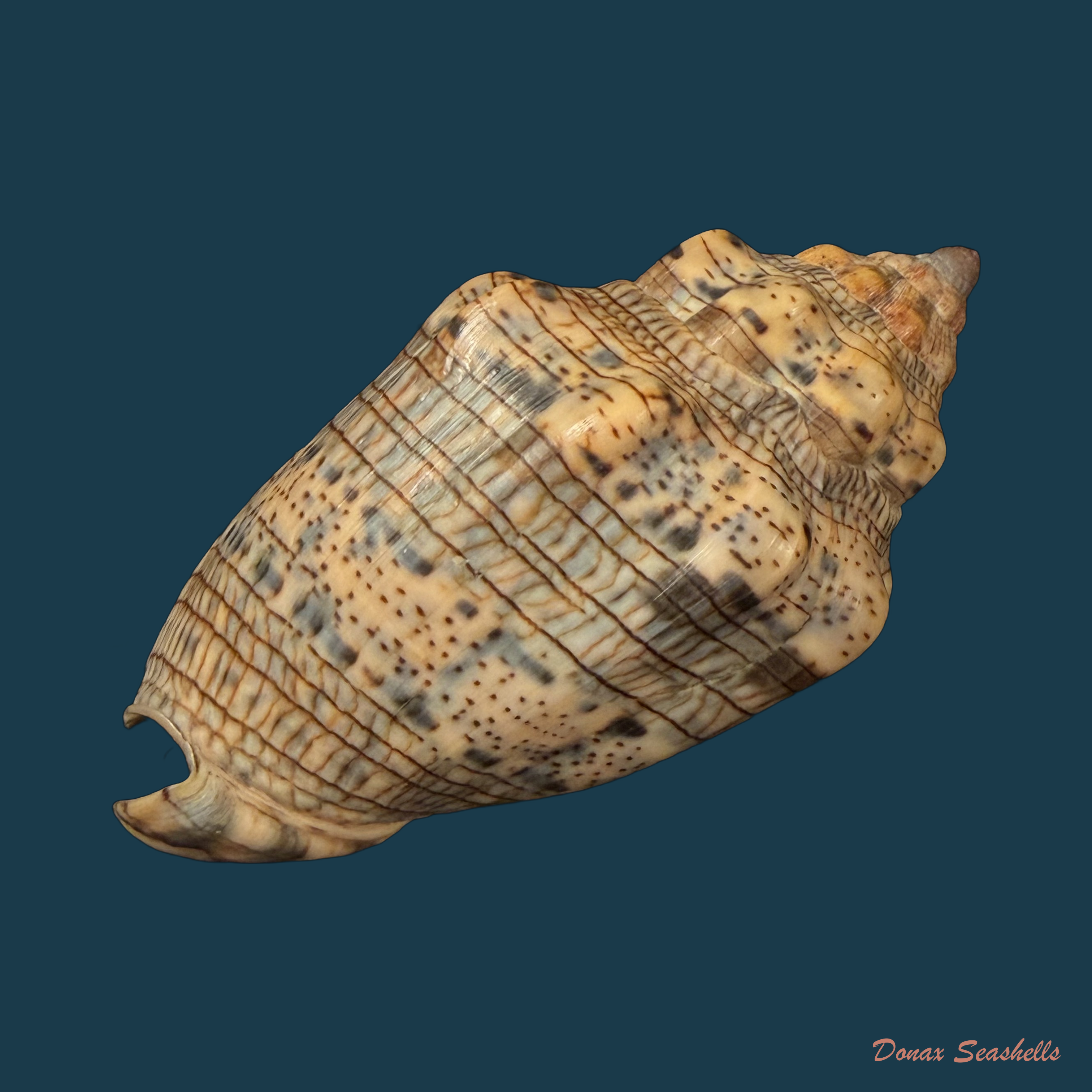 Voluta musica Linnaeus, 1758 - 85,1mm