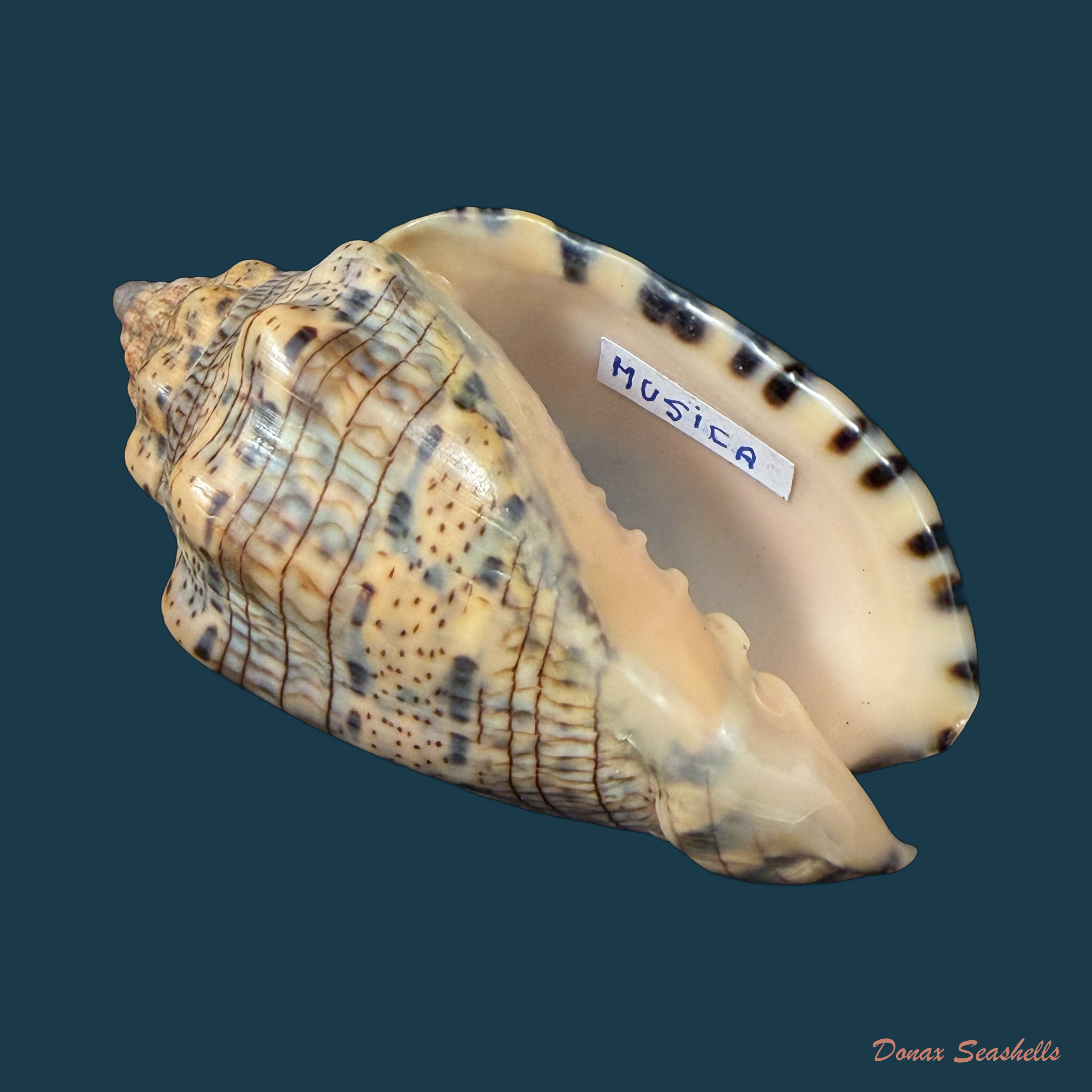 Voluta musica Linnaeus, 1758 - 85,1mm