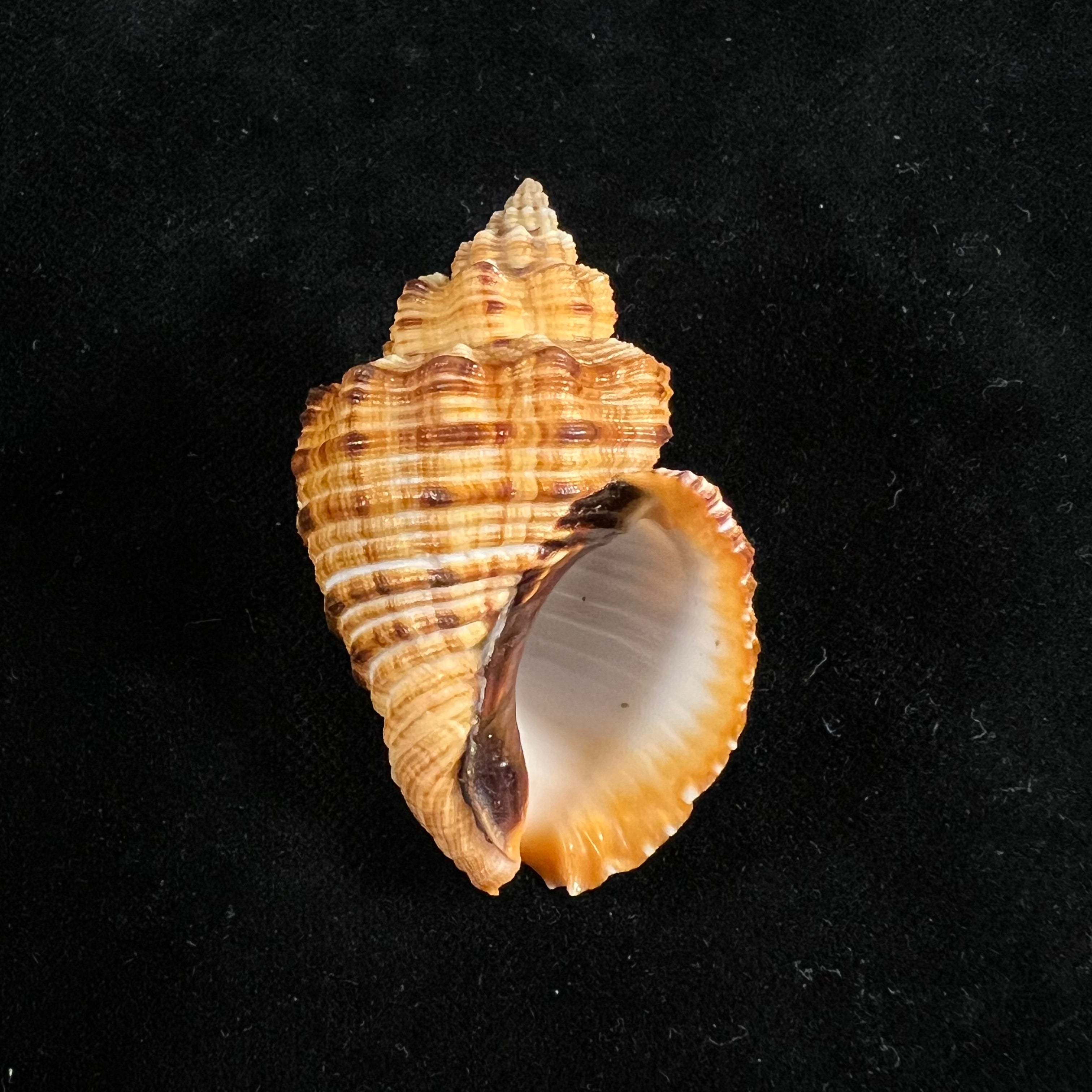 Cantharus melanostoma (G. B. Sowerby I, 1825) - 46,4mm