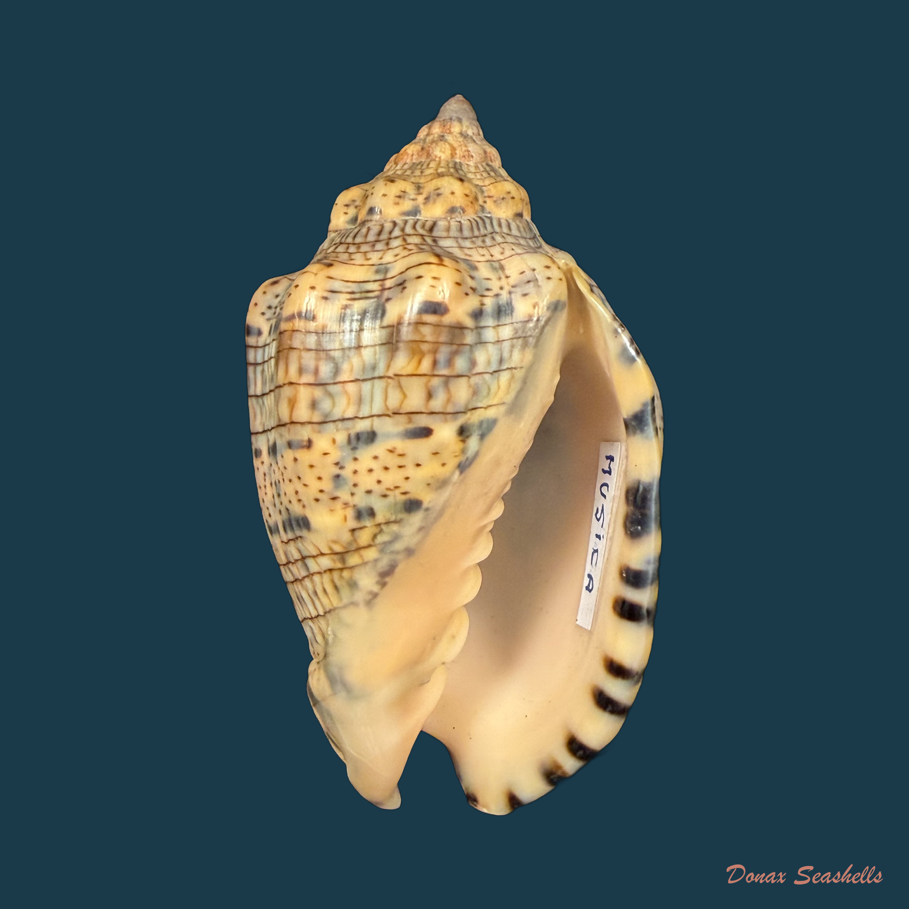 Voluta musica Linnaeus, 1758 - 85,1mm