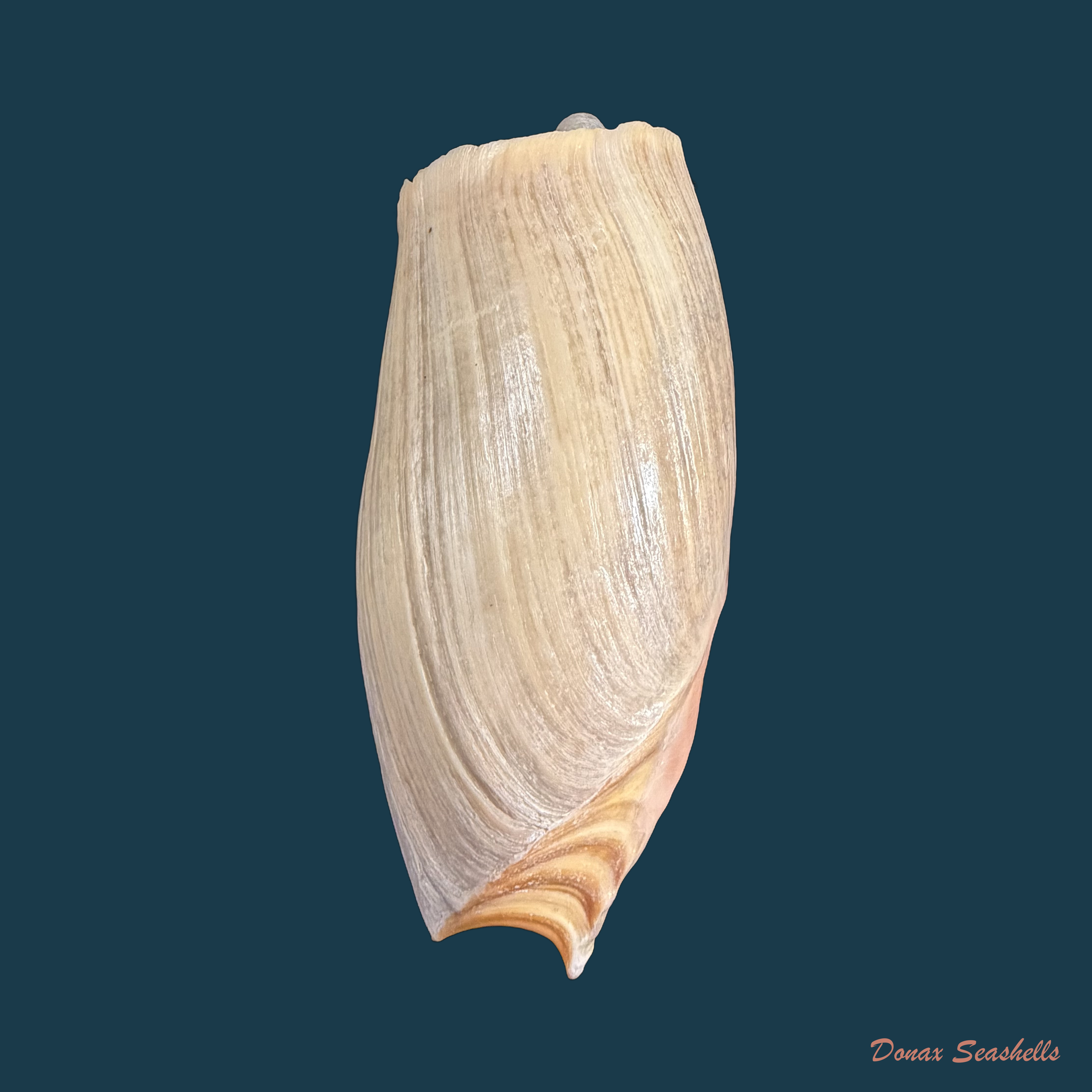 Cymbium cymbium (Linnaeus, 1758) - 114,1mm