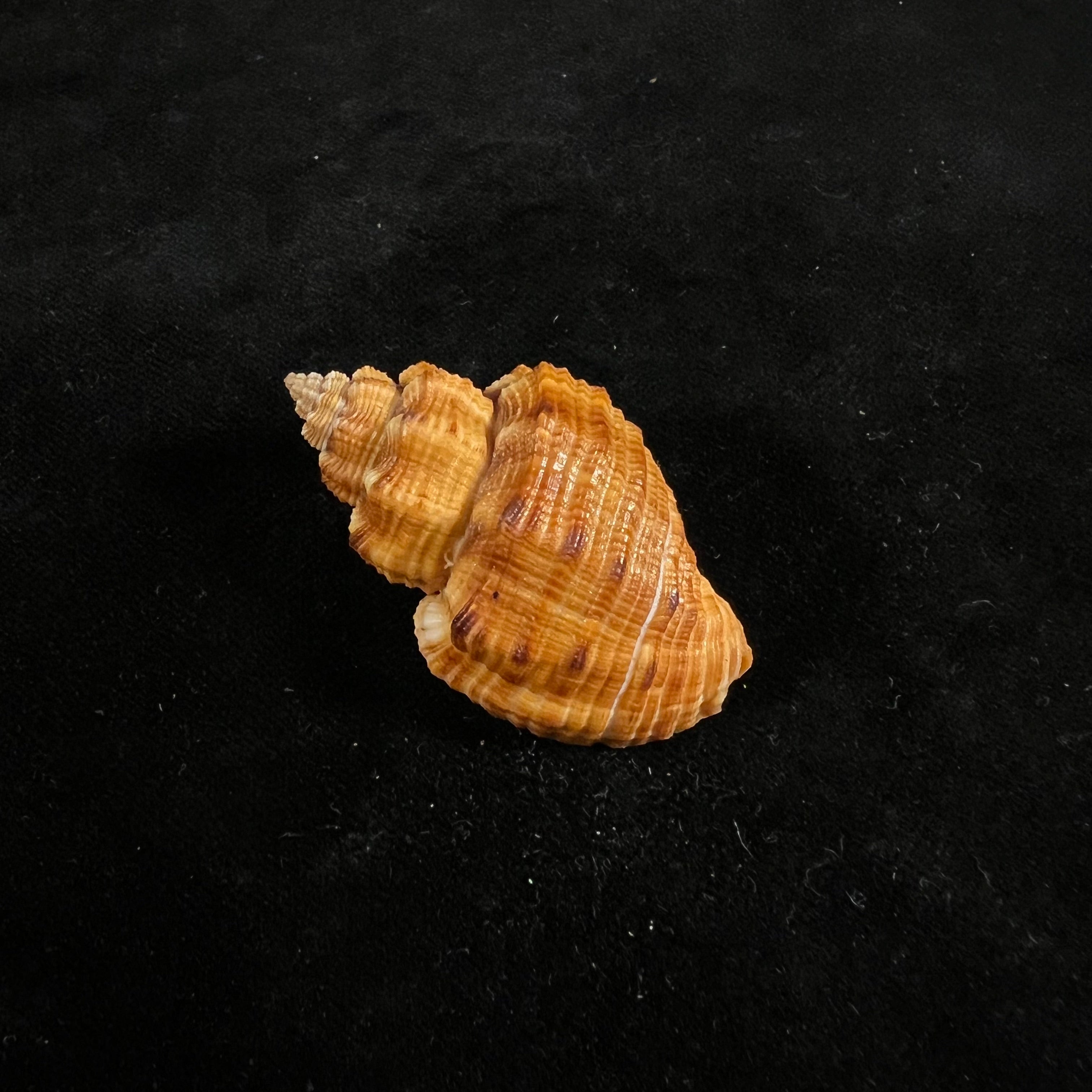 Cantharus melanostoma (G. B. Sowerby I, 1825) - 47,6mm