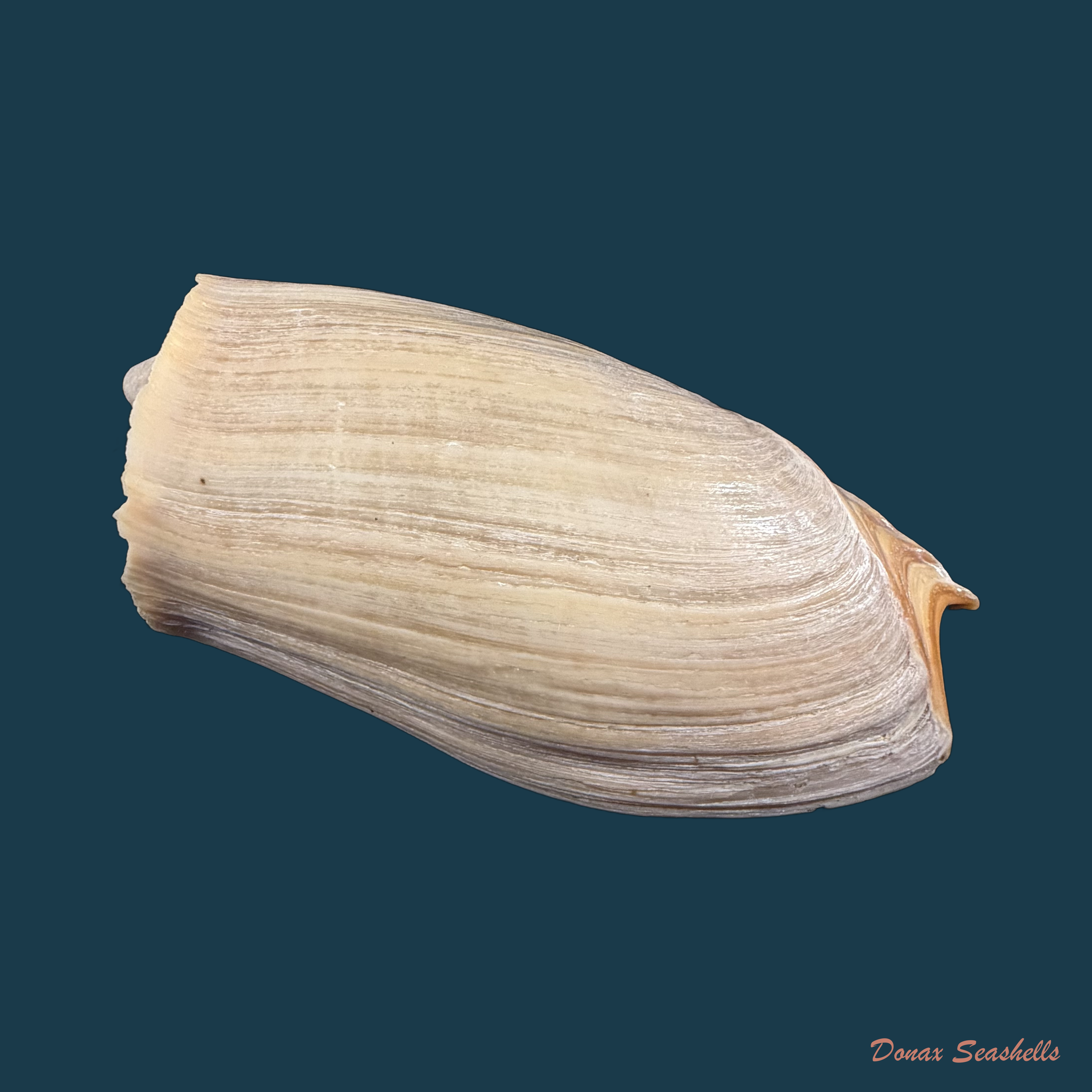 Cymbium cymbium (Linnaeus, 1758) - 114,1mm