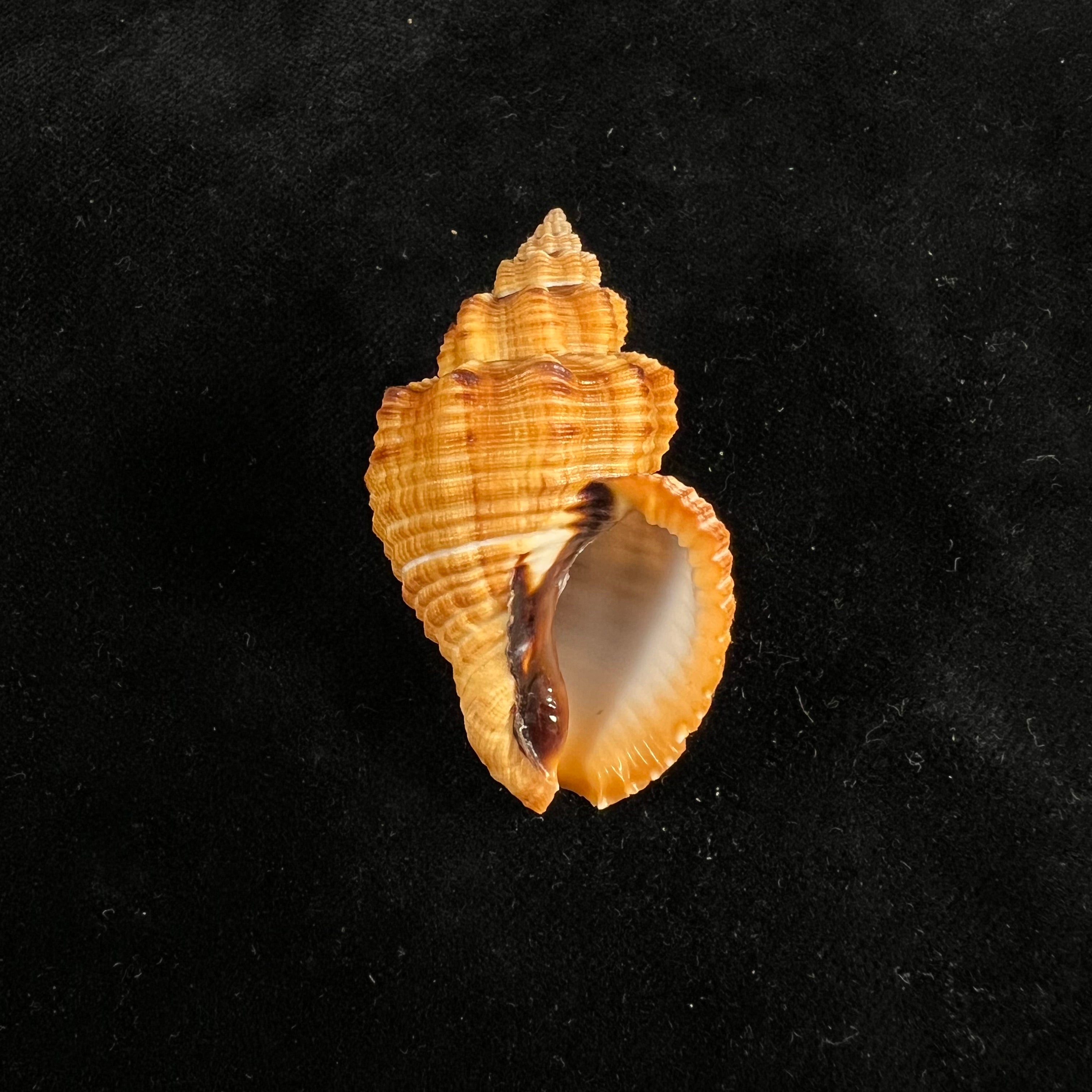 Cantharus melanostoma (G. B. Sowerby I, 1825) - 47,6mm