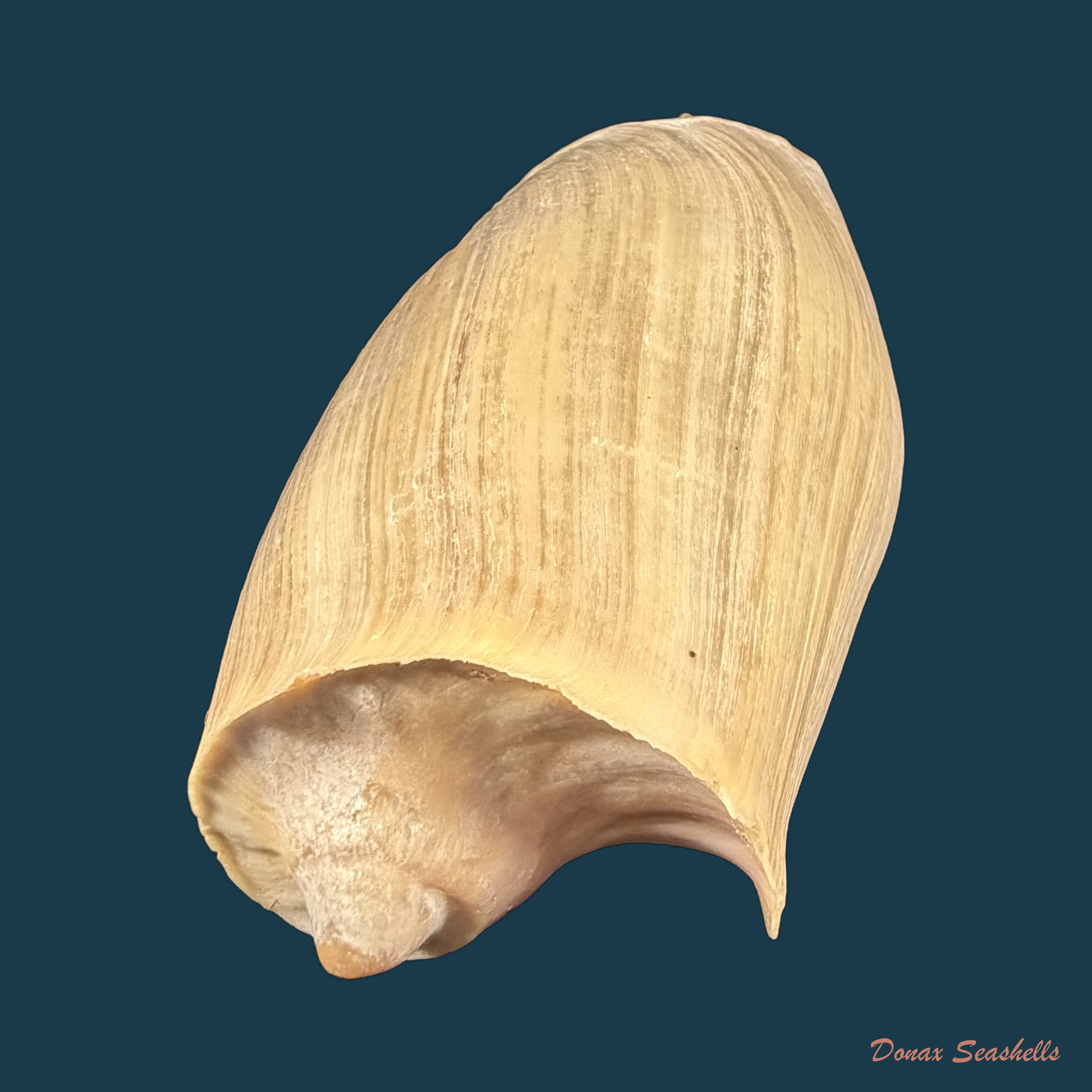 Cymbium cymbium (Linnaeus, 1758) - 114,1mm