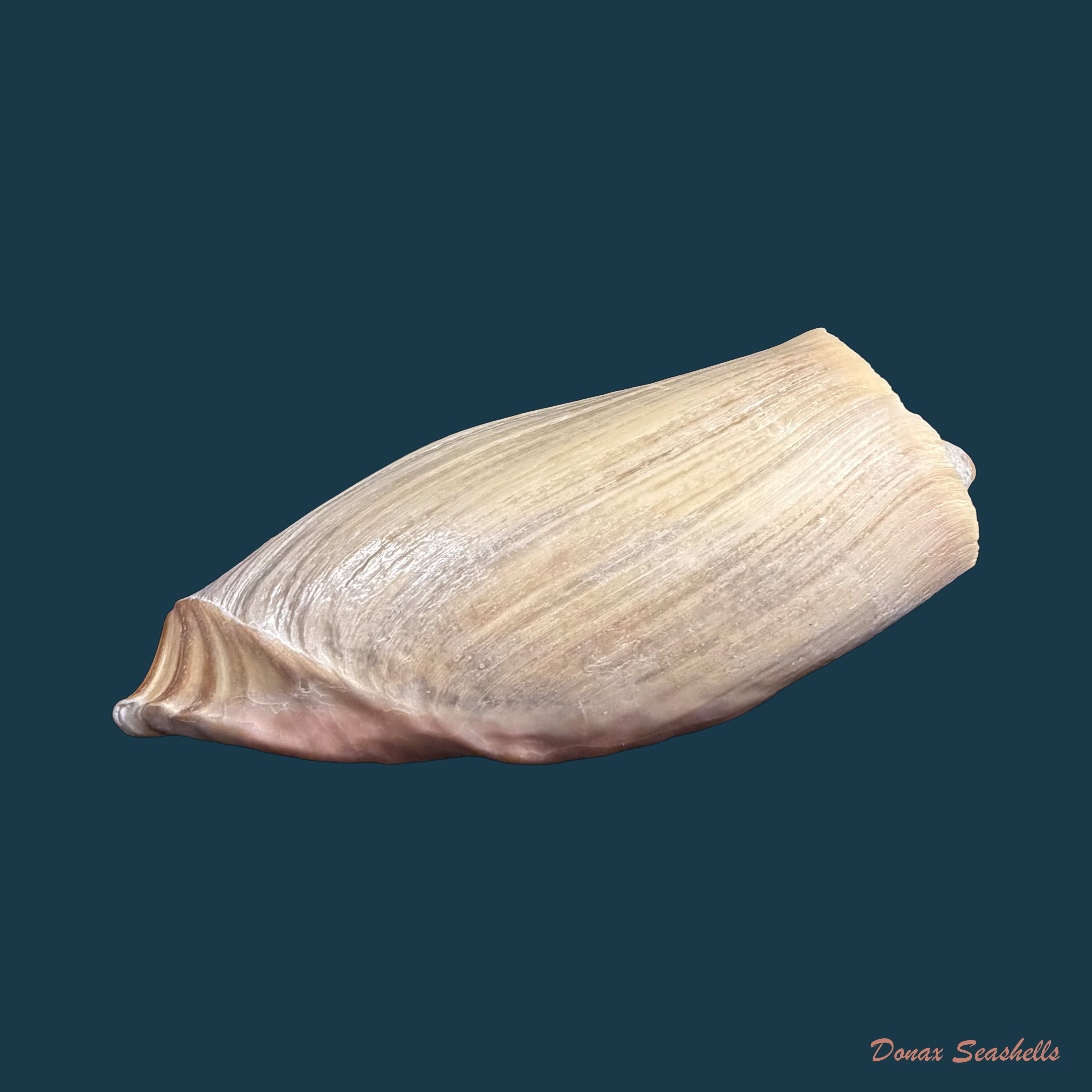 Cymbium cymbium (Linnaeus, 1758) - 114,1mm