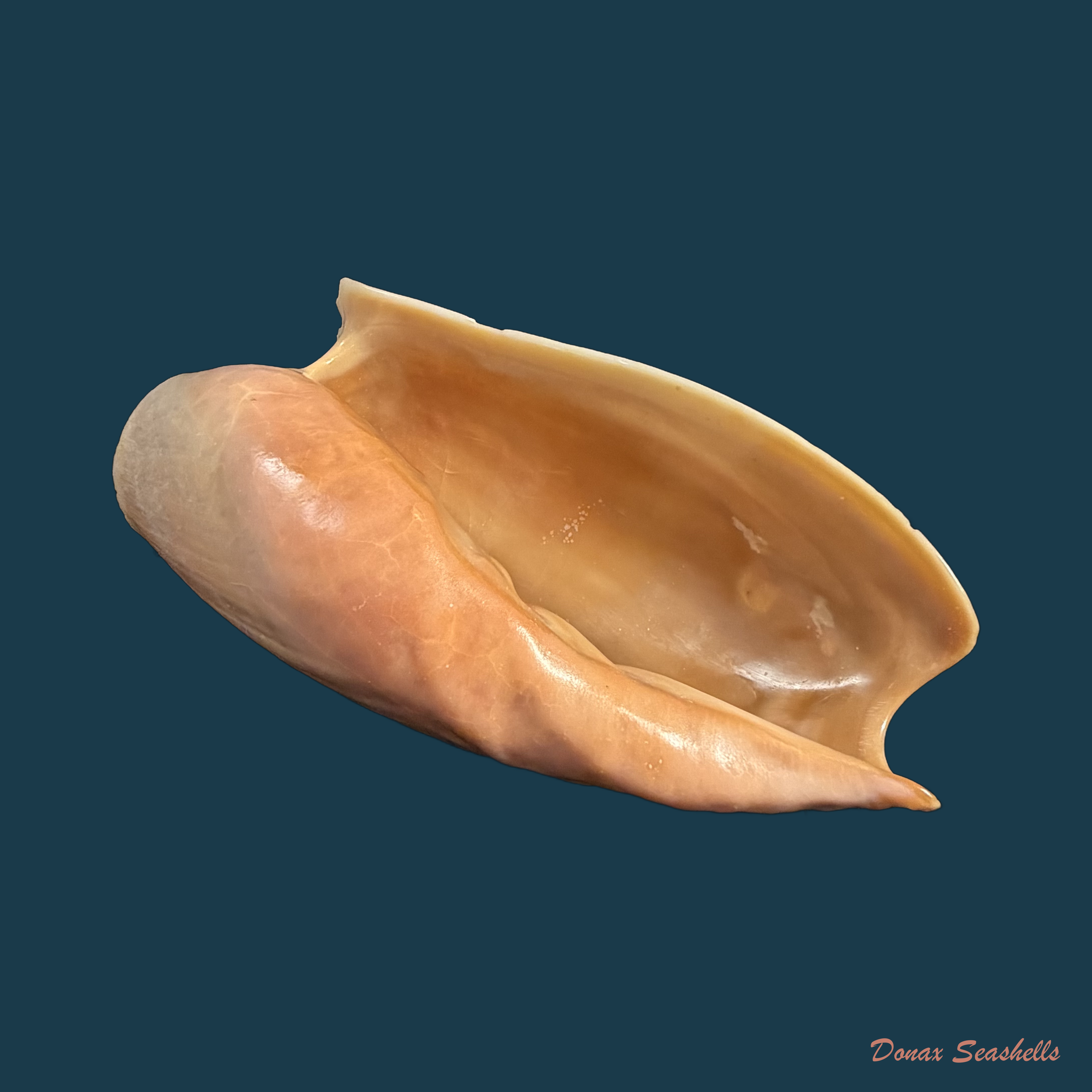 Cymbium cymbium (Linnaeus, 1758) - 114,1mm