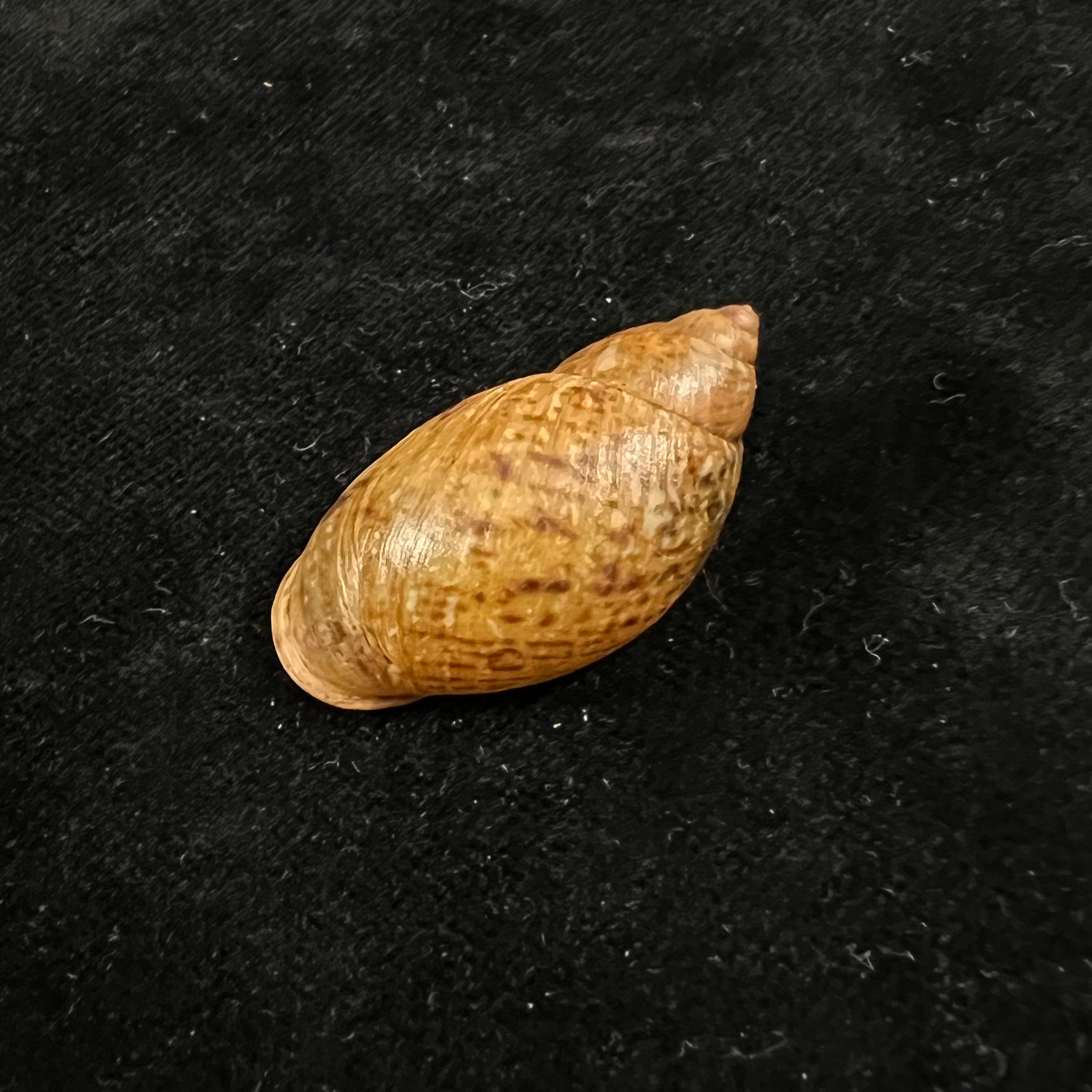 Plekocheilus quadricolor (L. Pfeiffer, 1848) - 33,8mm