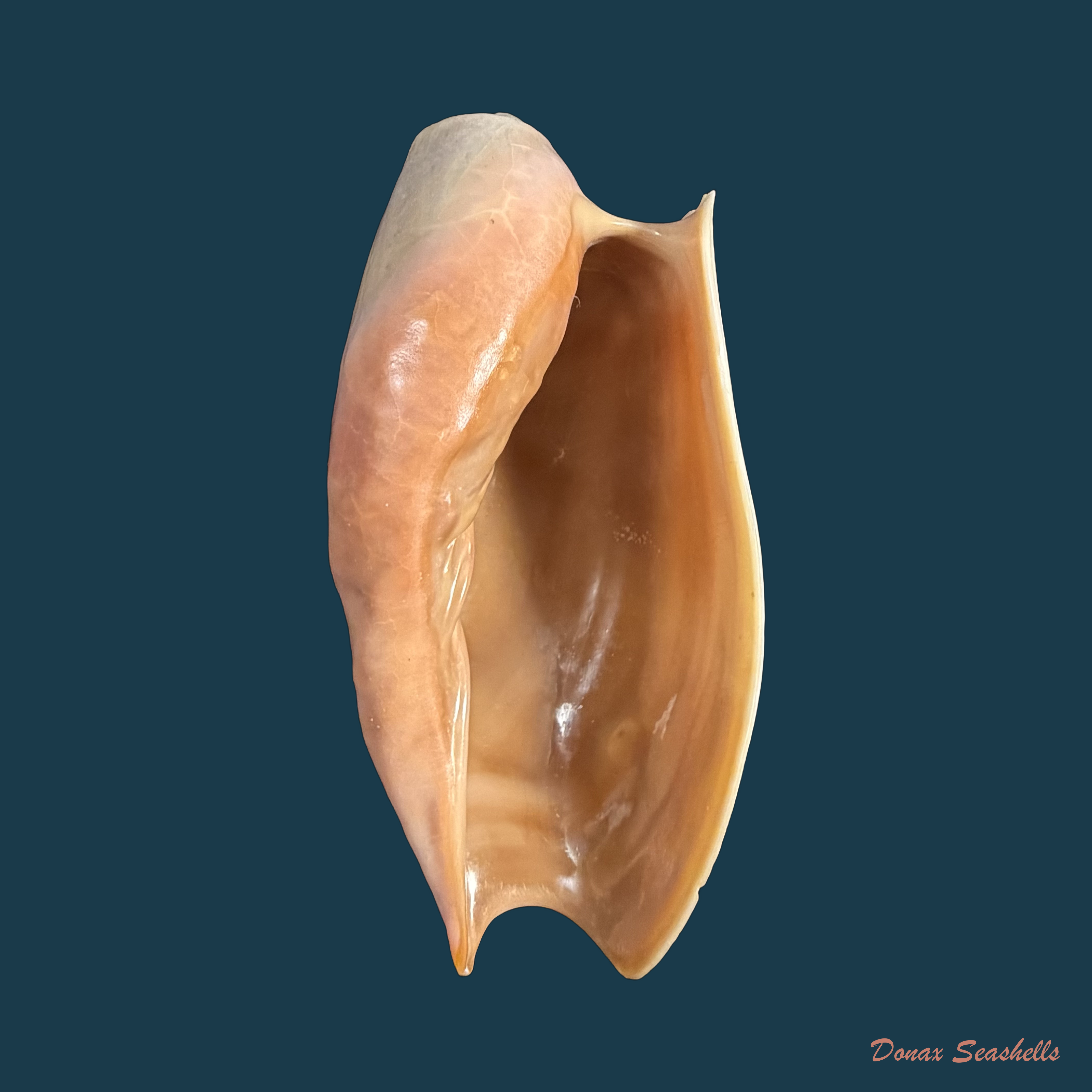 Cymbium cymbium (Linnaeus, 1758) - 114,1mm