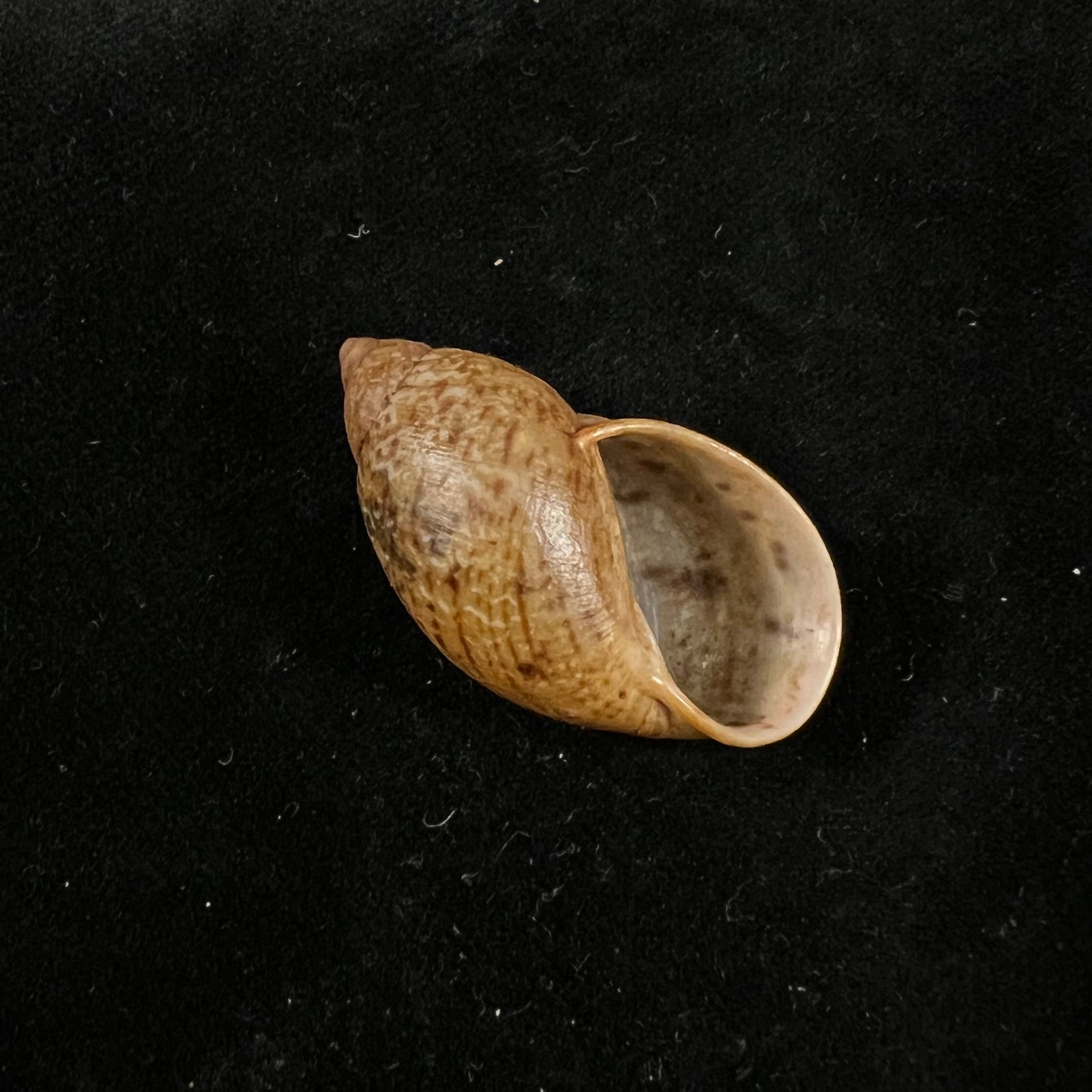 Plekocheilus quadricolor (L. Pfeiffer, 1848) - 33,8mm