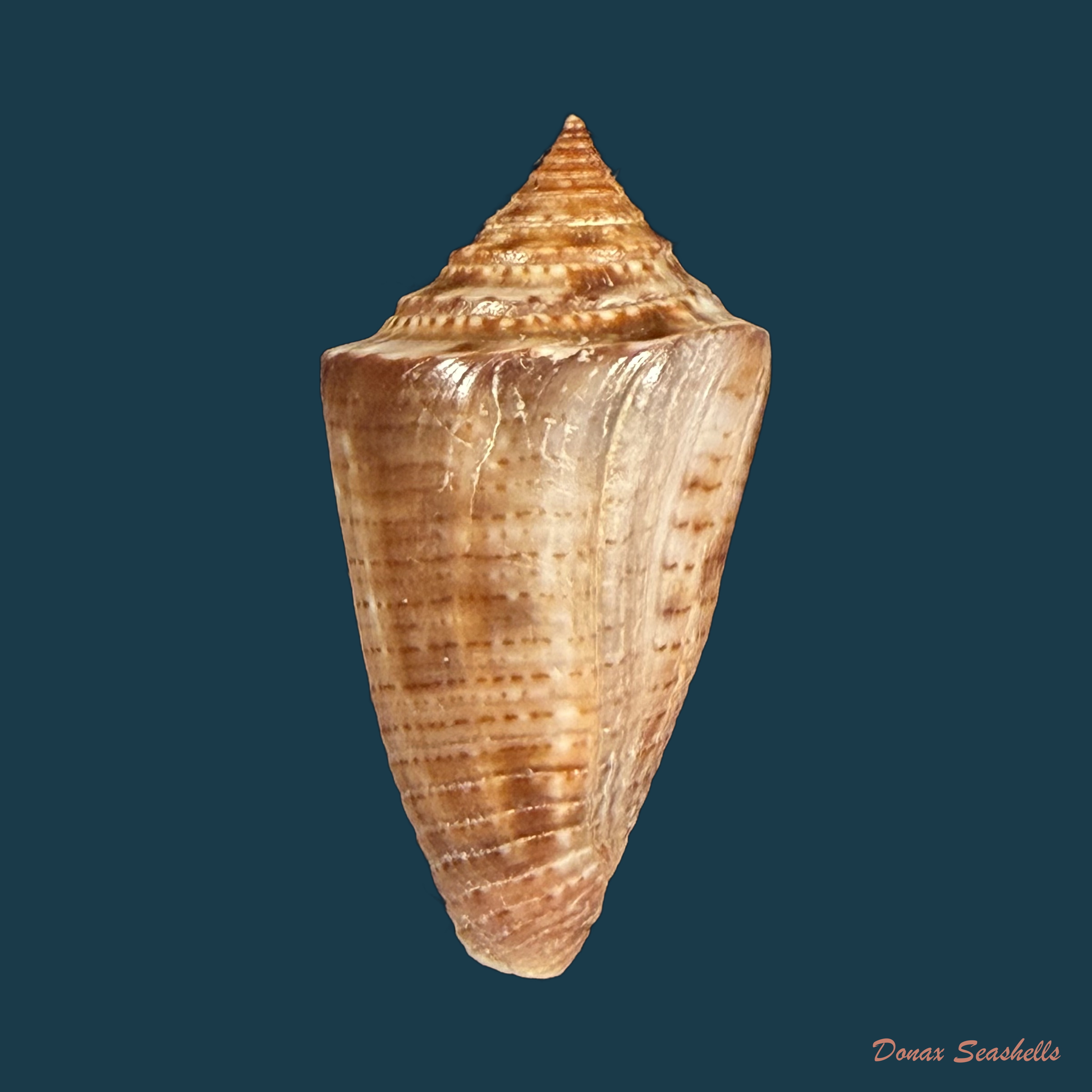 Conasprella simonei (Petuch & R. F. Myers, 2014) - 28,1mm