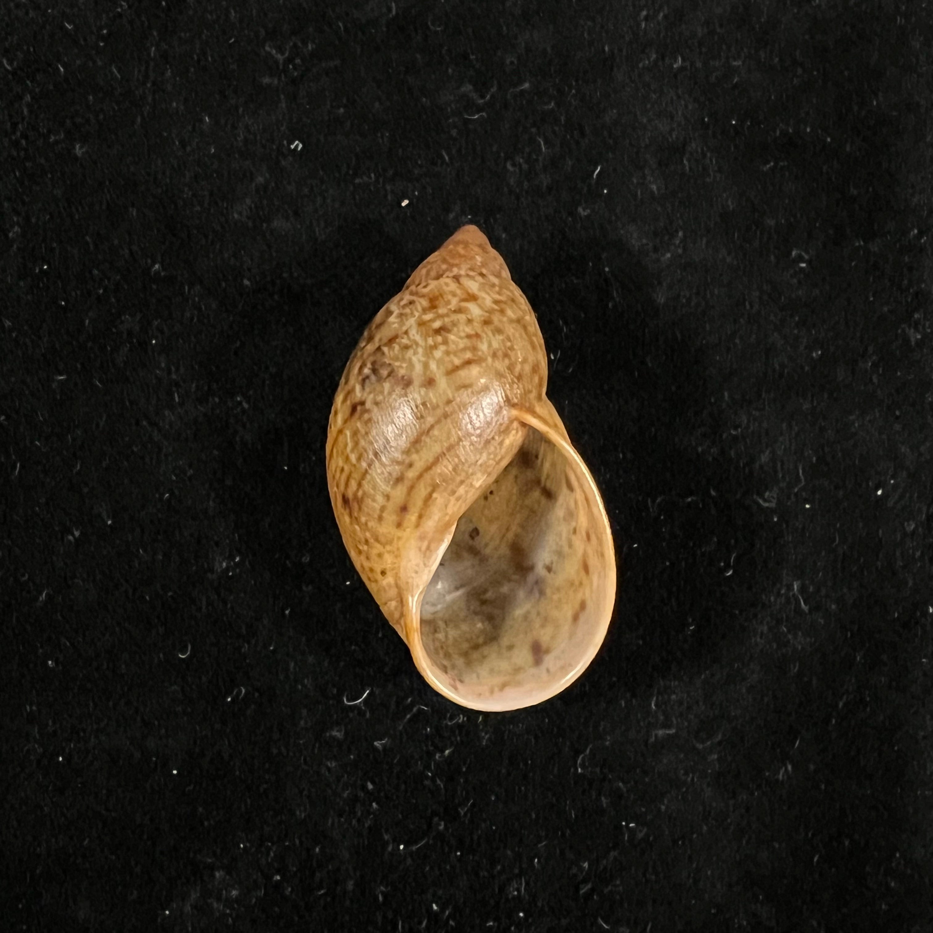 Plekocheilus quadricolor (L. Pfeiffer, 1848) - 33,8mm