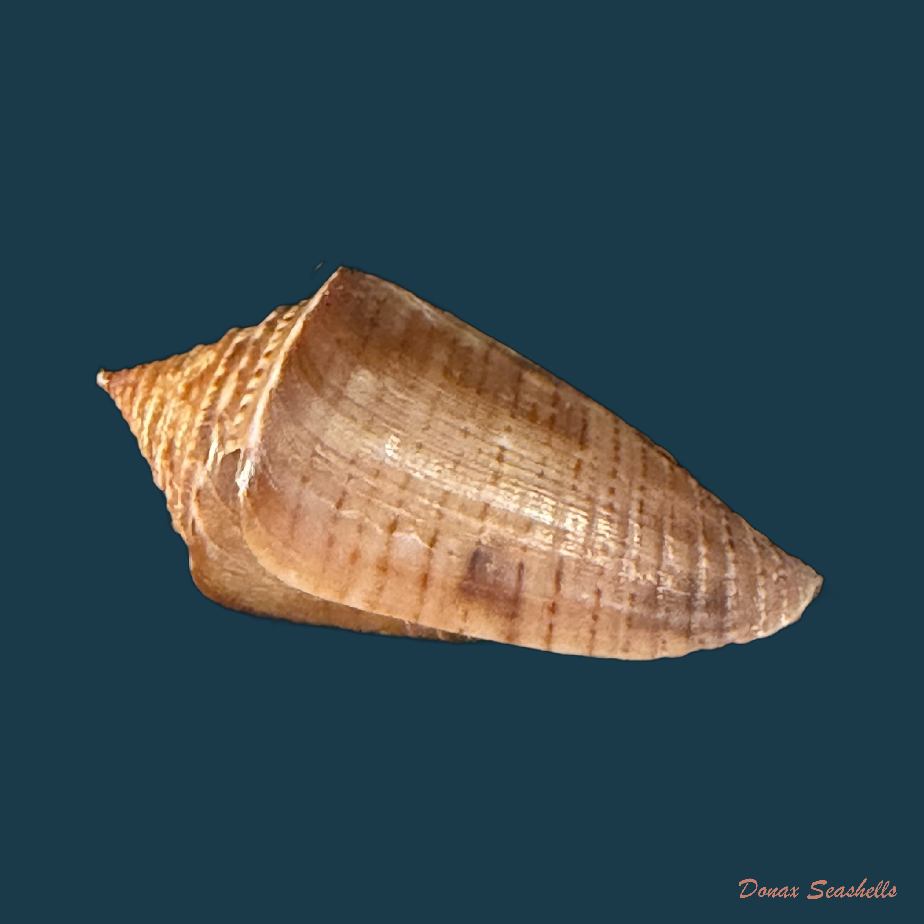 Conasprella simonei (Petuch & R. F. Myers, 2014) - 28,1mm